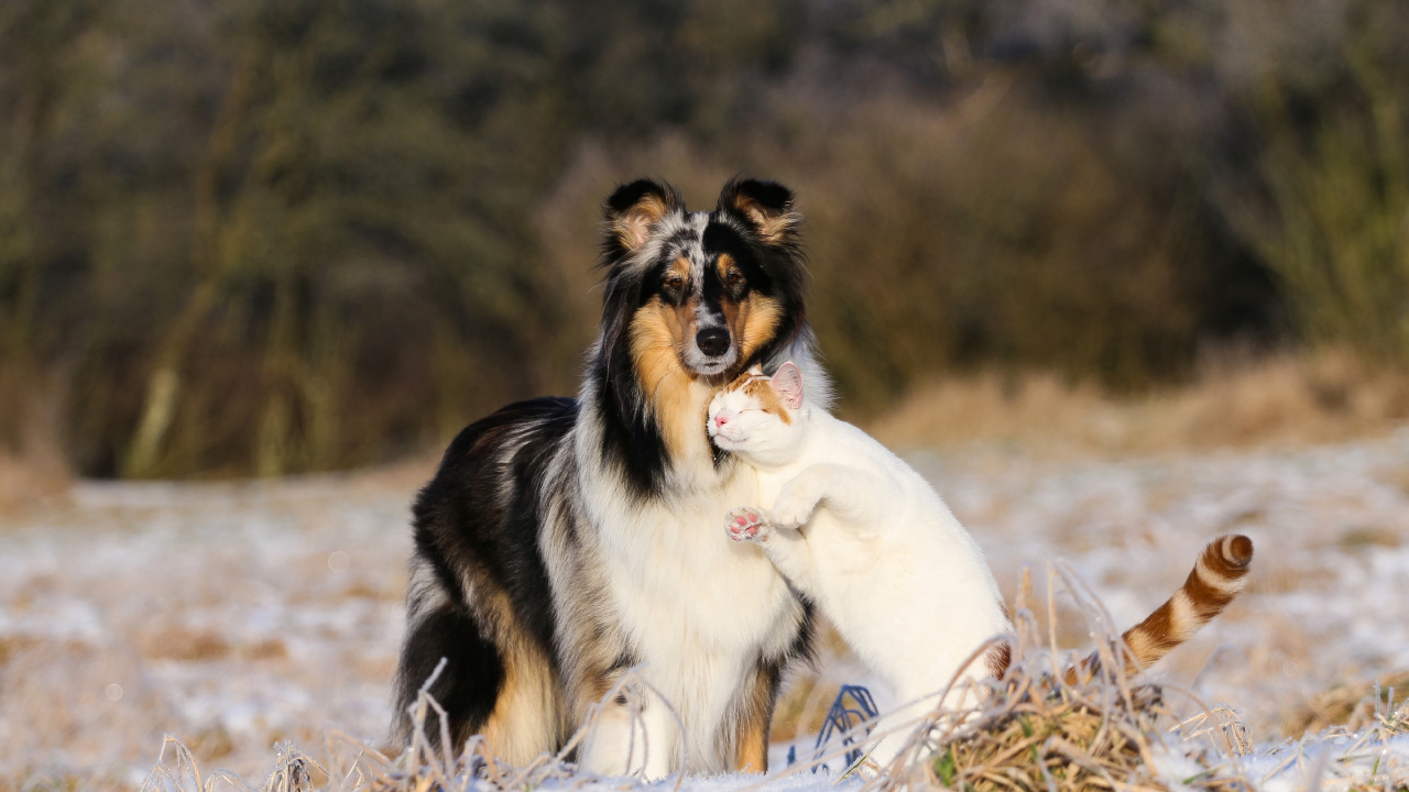 White and Black Long Coated Dog Lying on Grass Field During Daytime. Wallpaper in 1280x720 Resolution