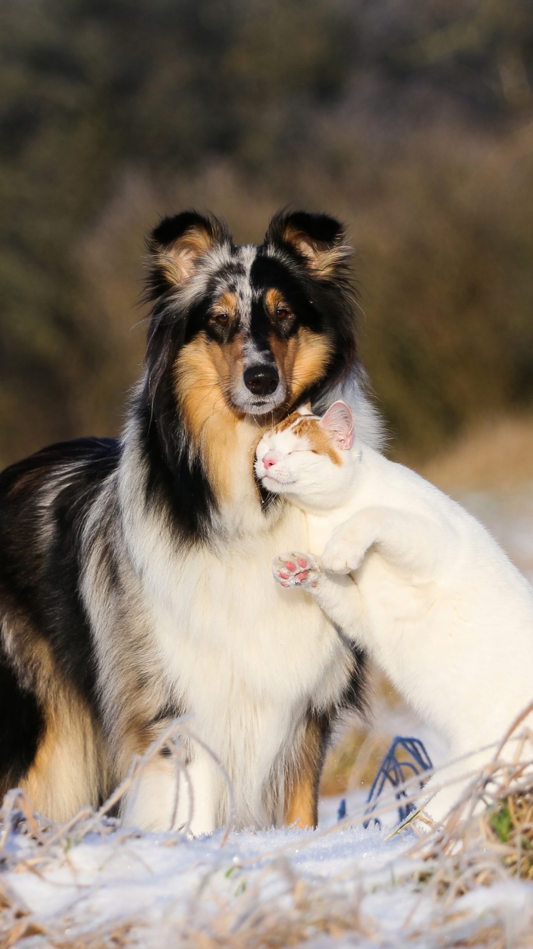 粗糙牧羊犬, 小狗, 小猫, 品种的狗, 澳大利亚牧羊犬 壁纸 1080x1920 允许