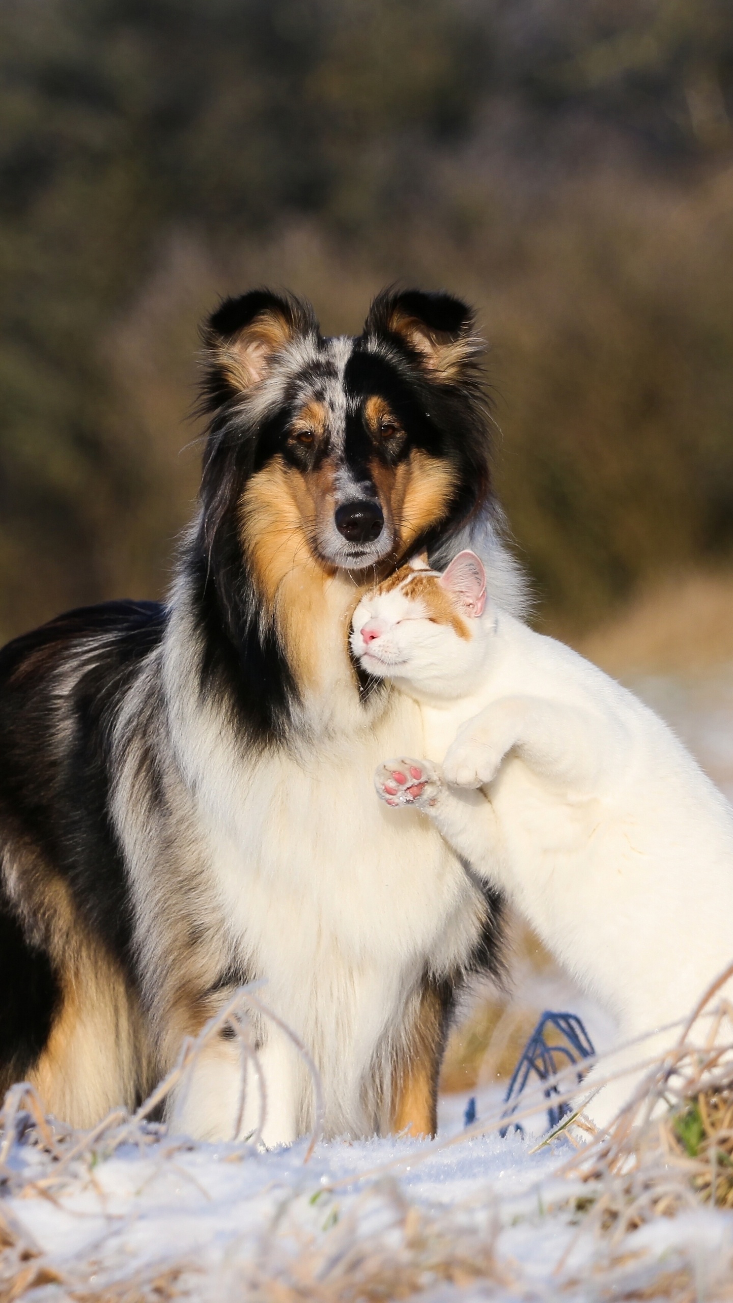 粗糙牧羊犬, 小狗, 小猫, 品种的狗, 澳大利亚牧羊犬 壁纸 1440x2560 允许