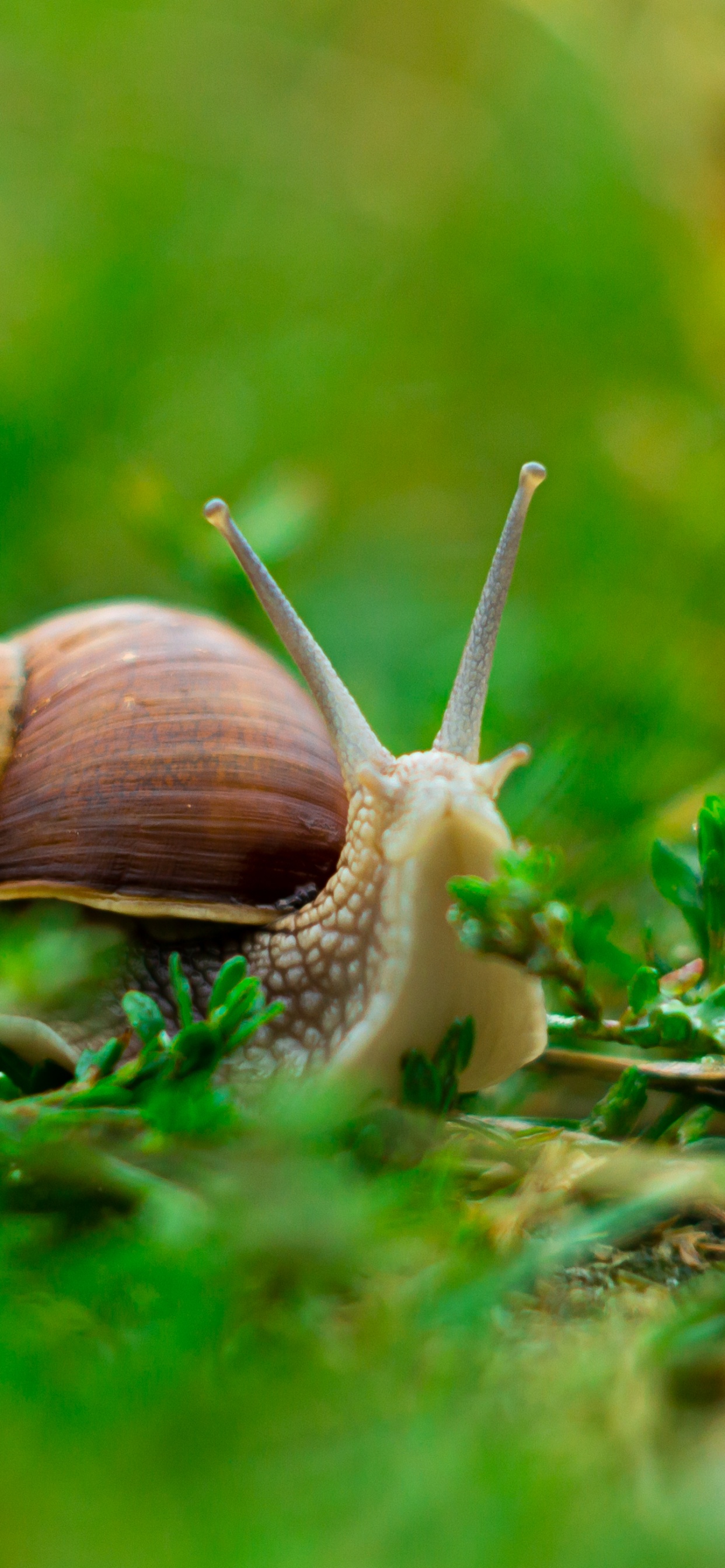 Arbol, Naturaleza, Verano, Abedul, Caracol. Wallpaper in 1242x2688 Resolution