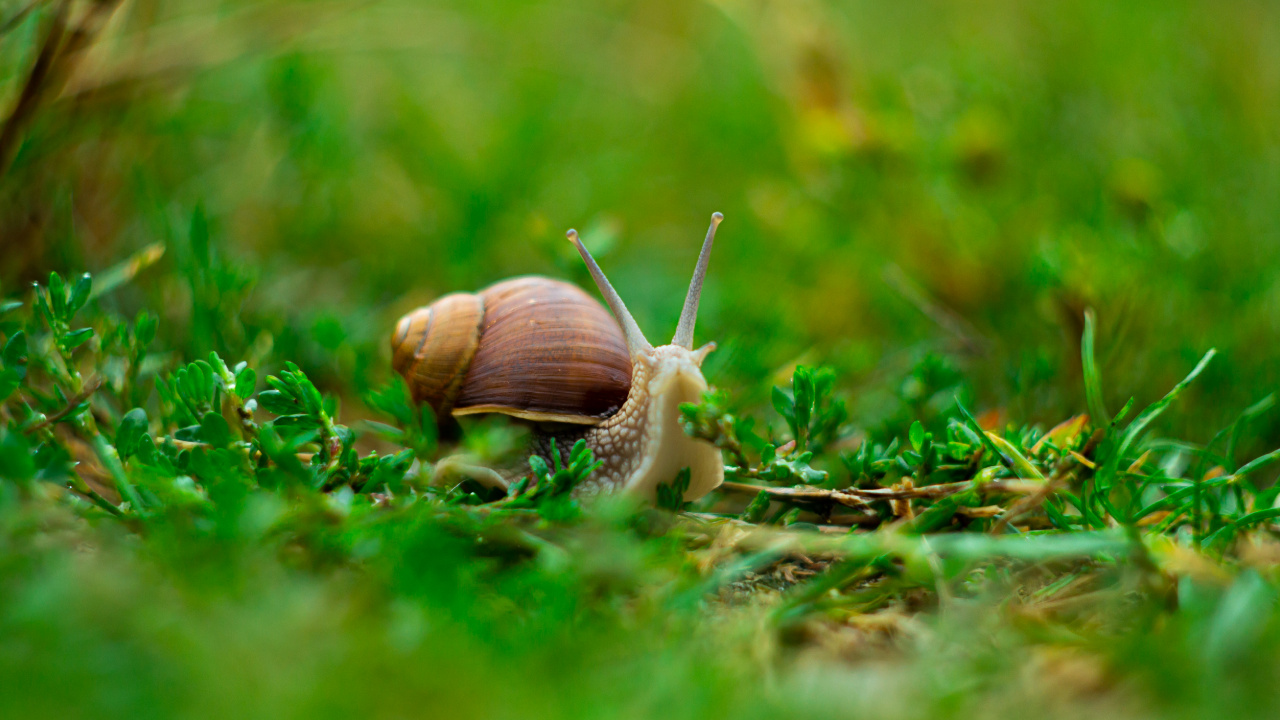 Arbol, Naturaleza, Verano, Abedul, Caracol. Wallpaper in 1280x720 Resolution