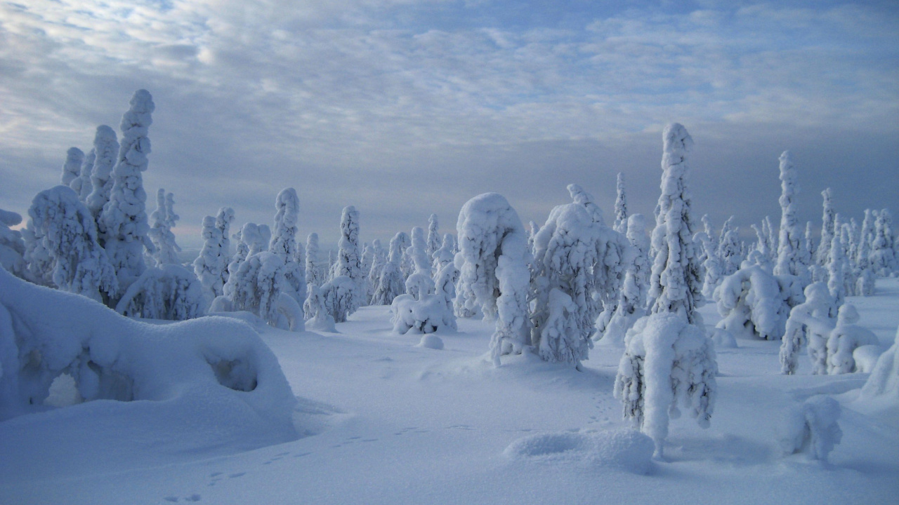 Arbres Couverts de Neige Sous Ciel Nuageux Pendant la Journée. Wallpaper in 1280x720 Resolution