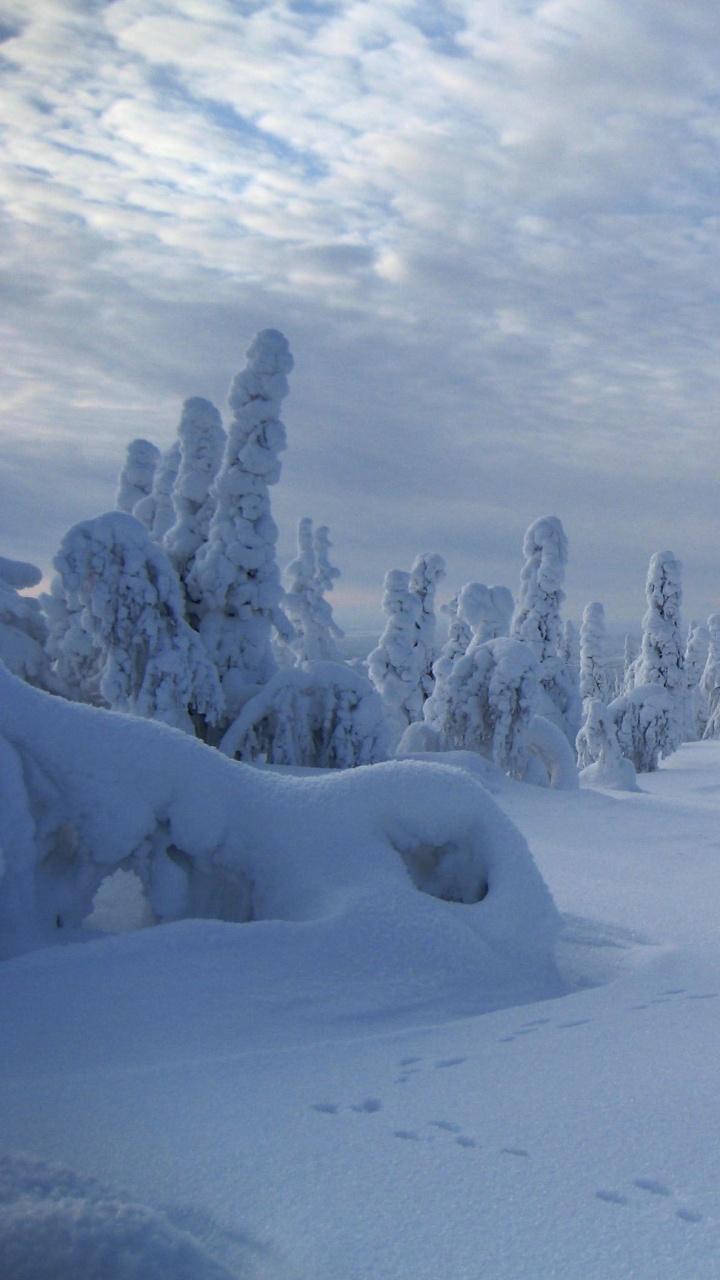Snow Covered Trees Under Cloudy Sky During Daytime. Wallpaper in 720x1280 Resolution