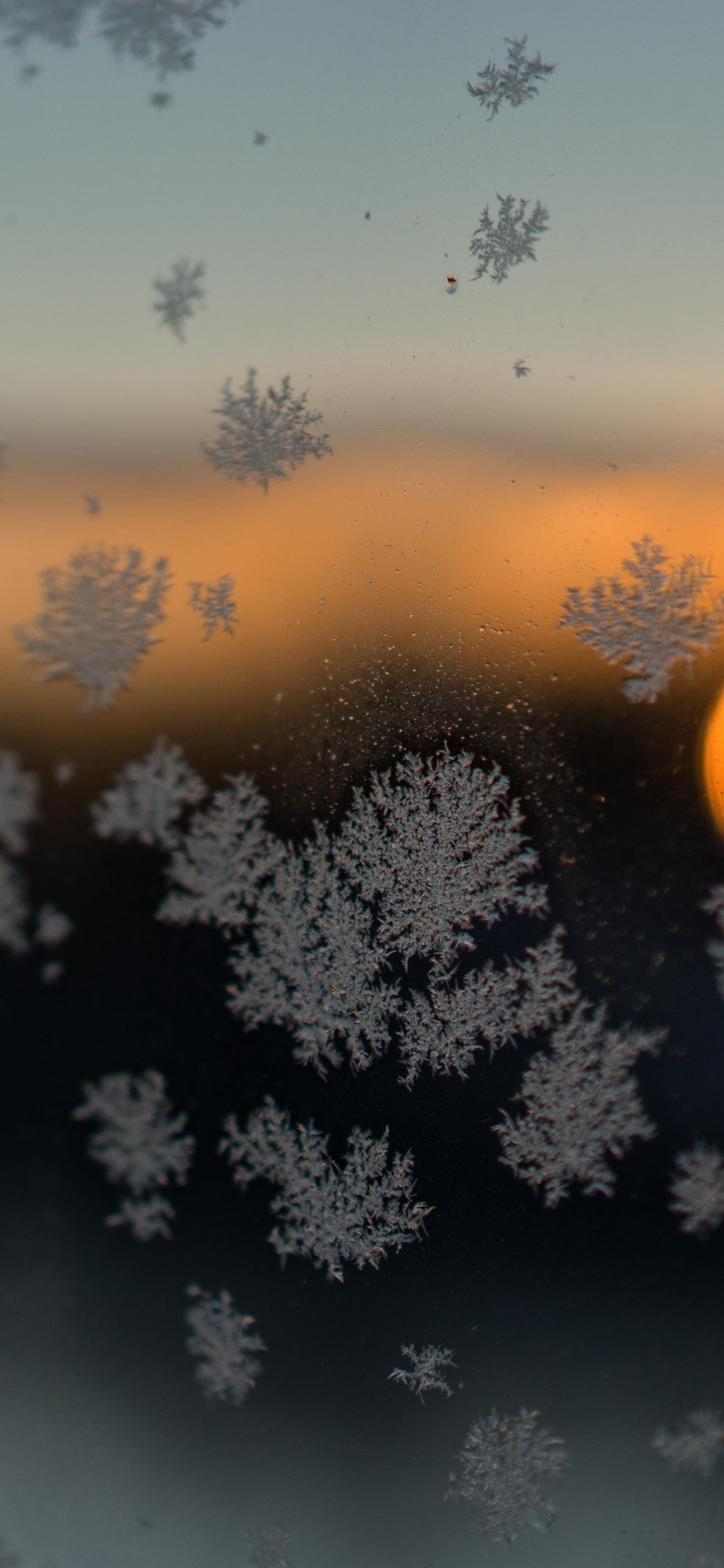 Silhouette D'arbre Pendant le Coucher du Soleil. Wallpaper in 1125x2436 Resolution