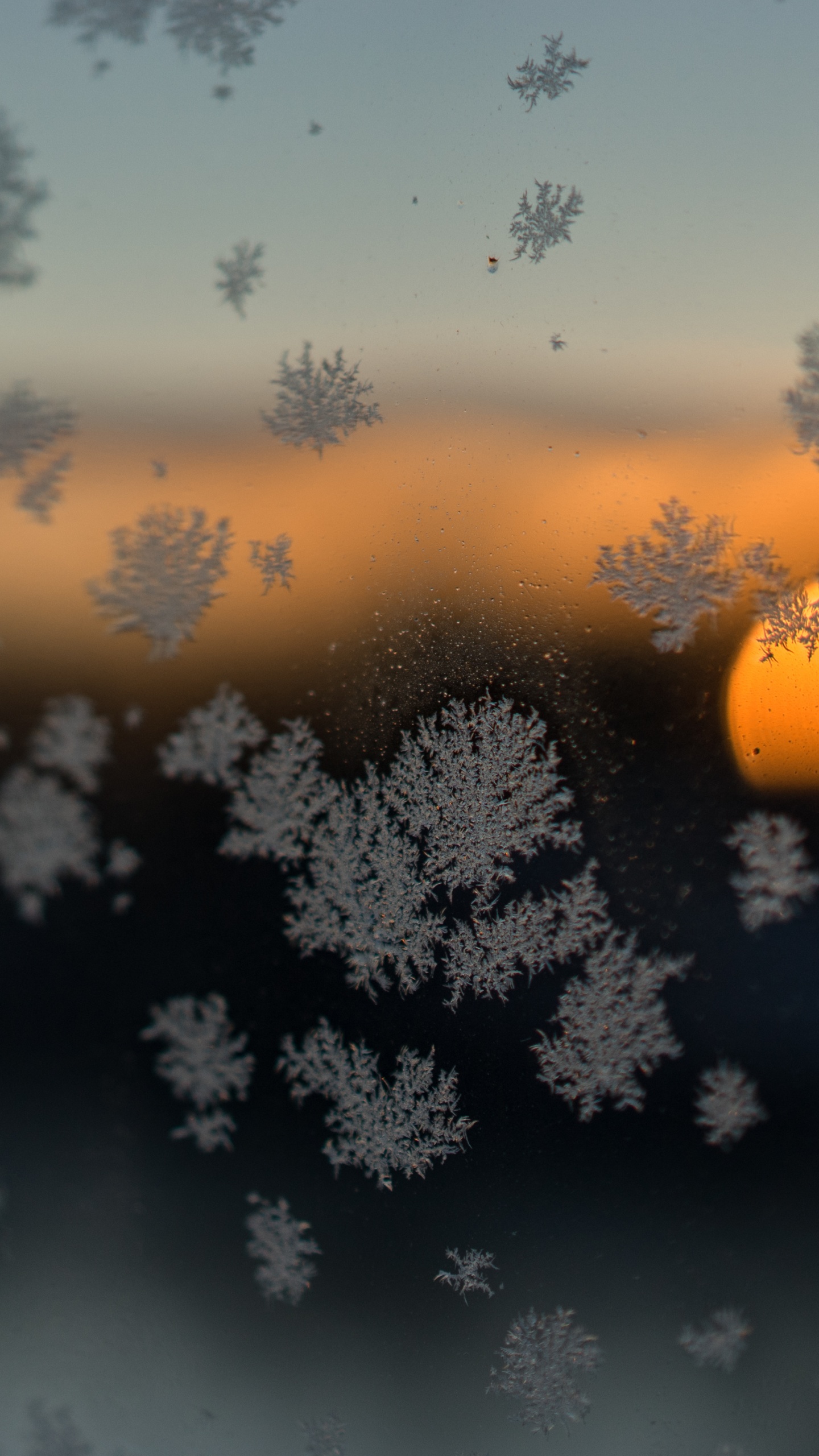 Silhouette D'arbre Pendant le Coucher du Soleil. Wallpaper in 1440x2560 Resolution