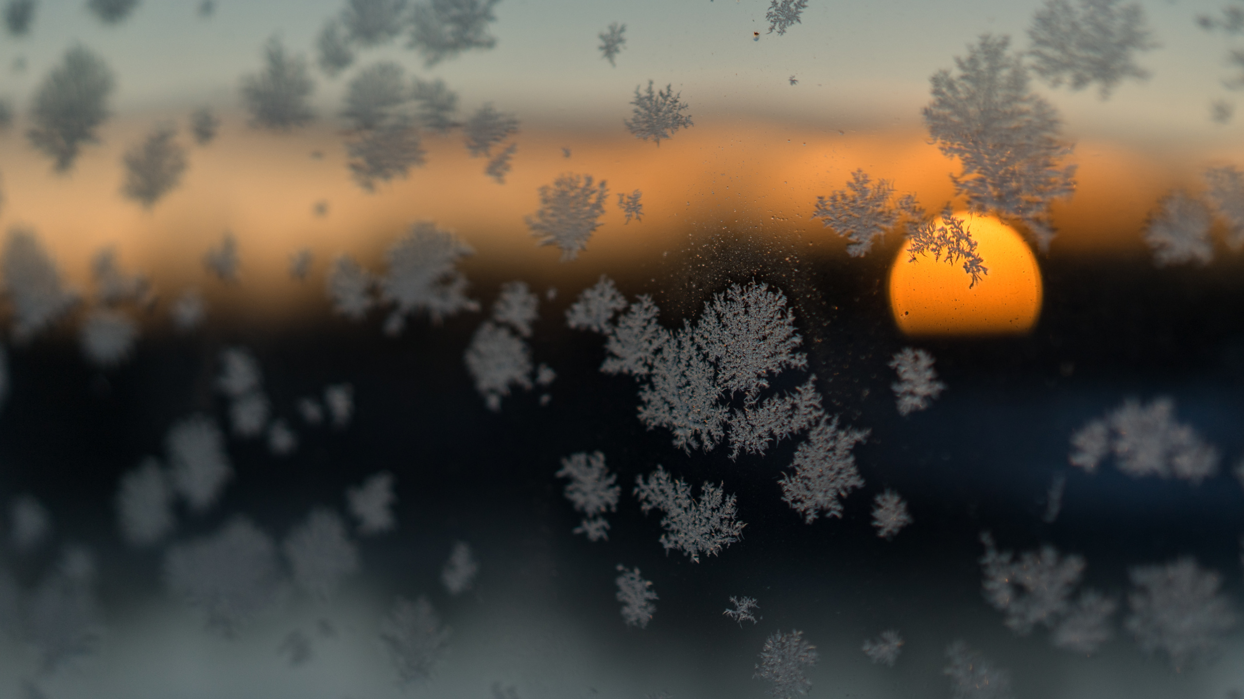 Silhouette D'arbre Pendant le Coucher du Soleil. Wallpaper in 2560x1440 Resolution