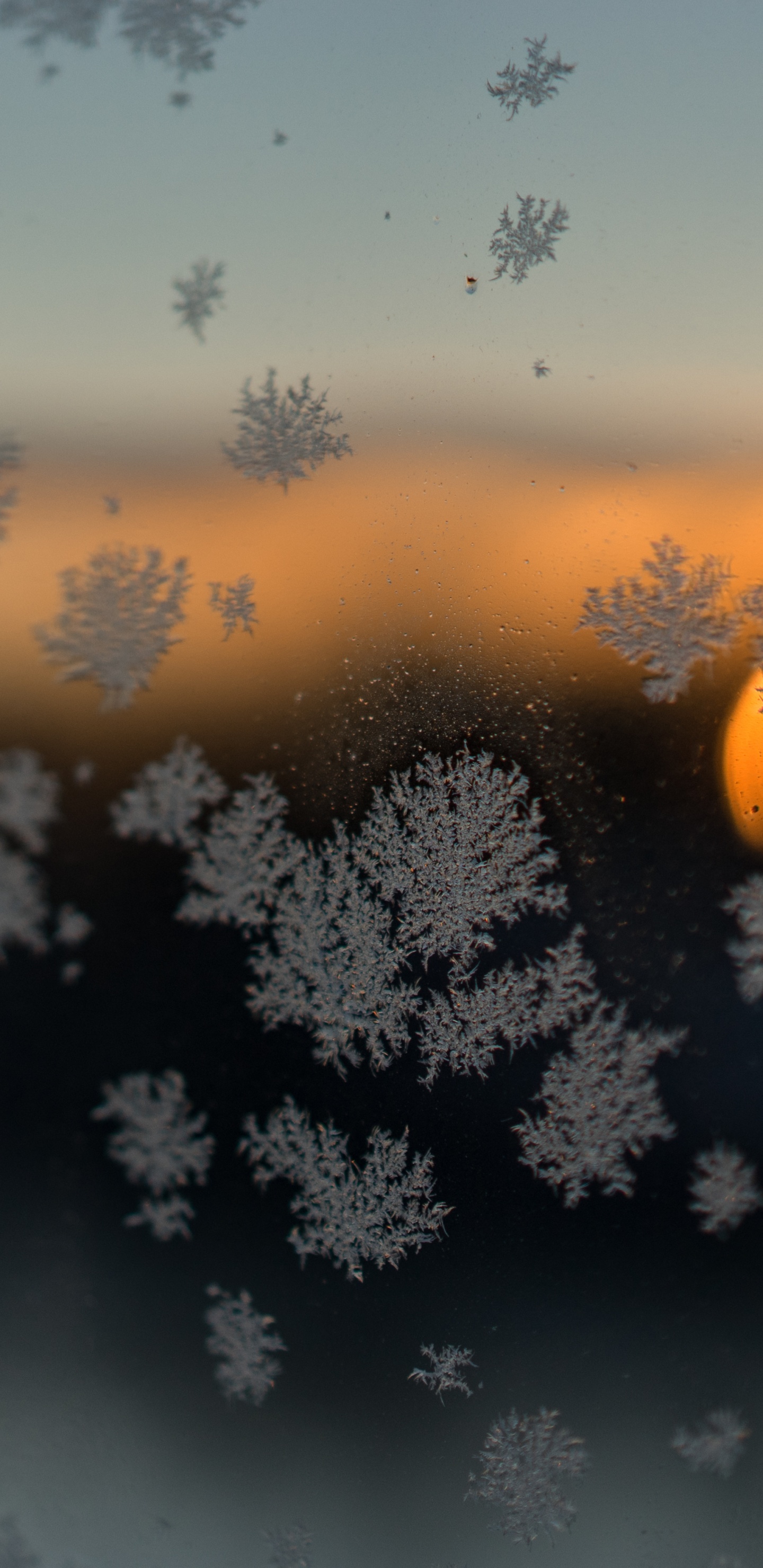 气氛, 早上, 日出, 阳光, 冬天 壁纸 1440x2960 允许