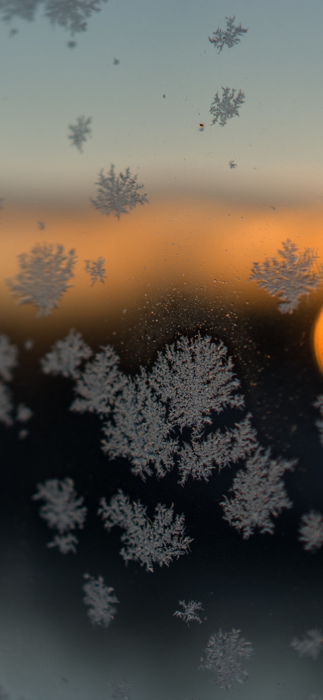 Silhouette of Tree During Sunset. Wallpaper in 1242x2688 Resolution