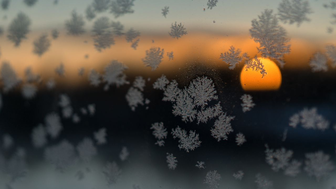 Silhouette of Tree During Sunset. Wallpaper in 1280x720 Resolution