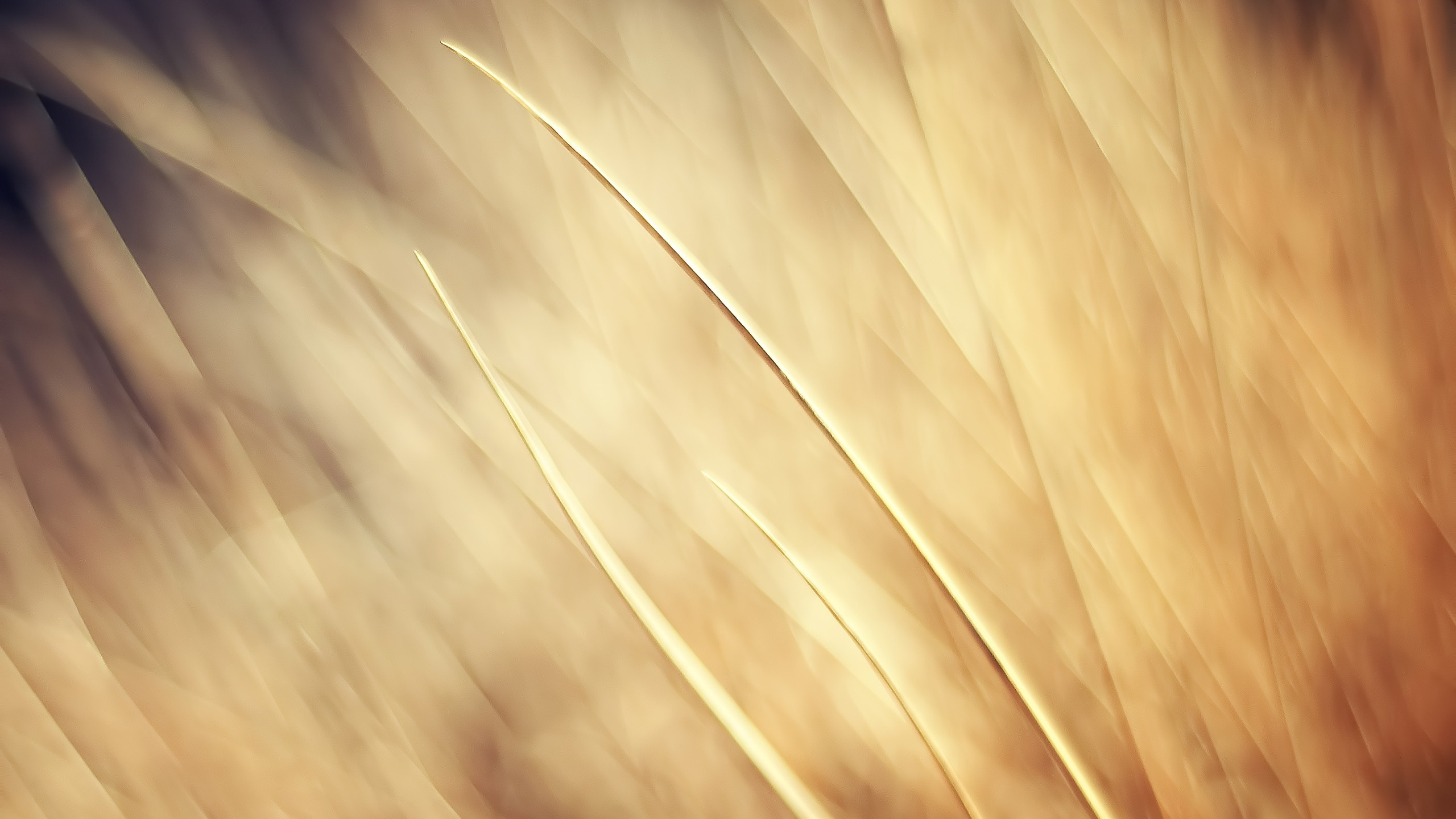 Digitale Tapete Mit Braunem Und Weißem Licht. Wallpaper in 2560x1440 Resolution