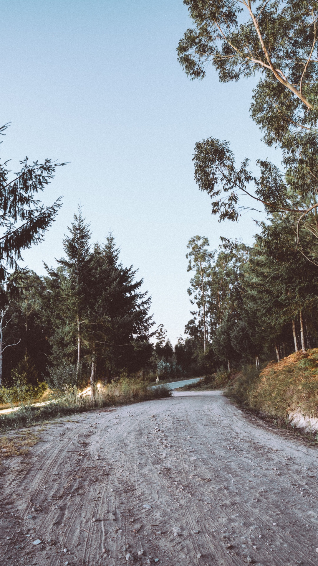 Road, Baum, Asphalt, Naturlandschaft, Winter. Wallpaper in 1080x1920 Resolution