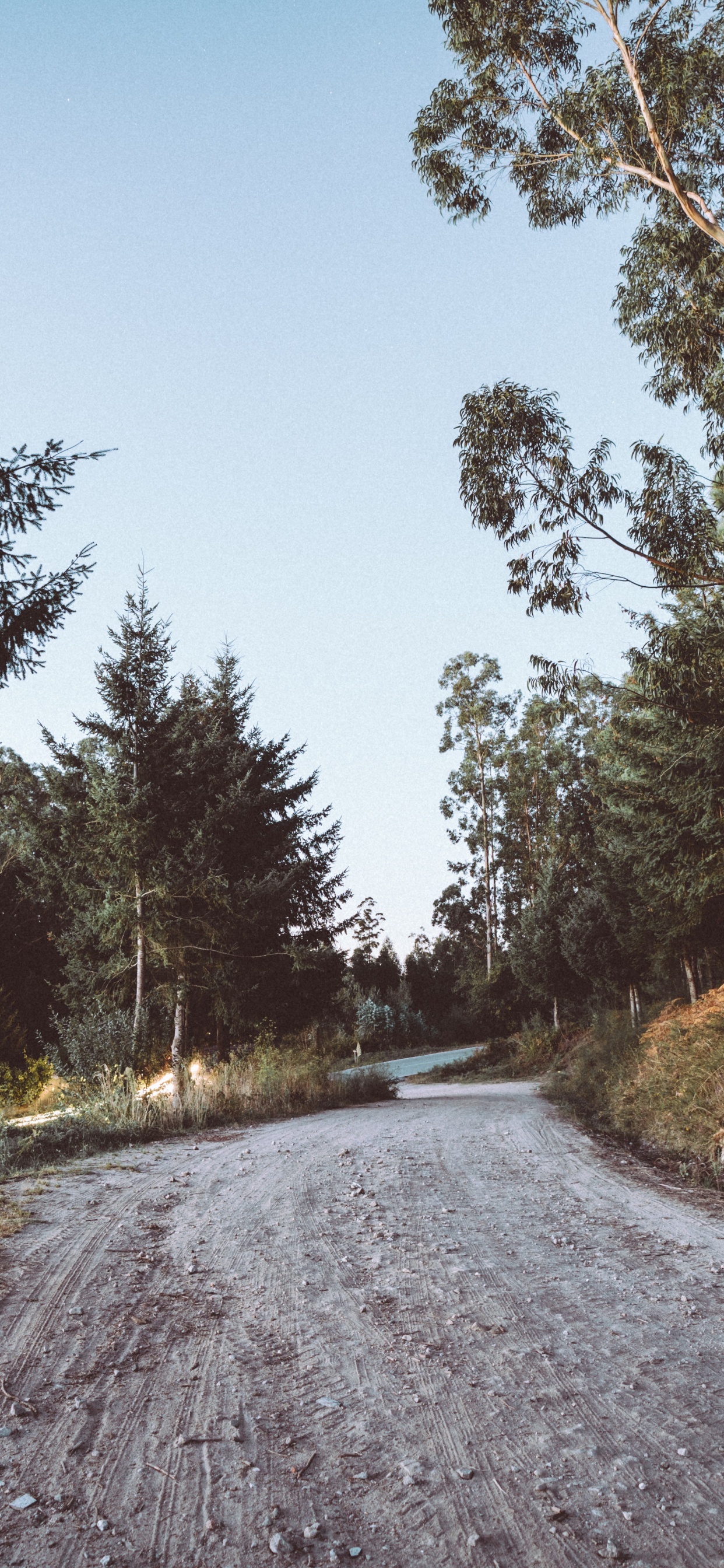 Road, Tree, Lane, Asphalt, Natural Landscape. Wallpaper in 1242x2688 Resolution