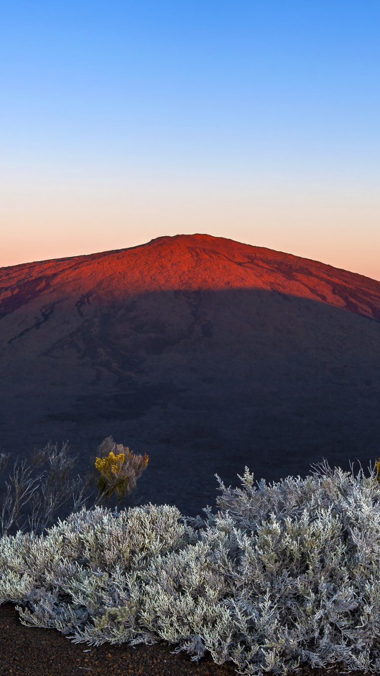 Purple Flowers on Brown Sand Near Brown Mountain During Daytime. Wallpaper in 750x1334 Resolution