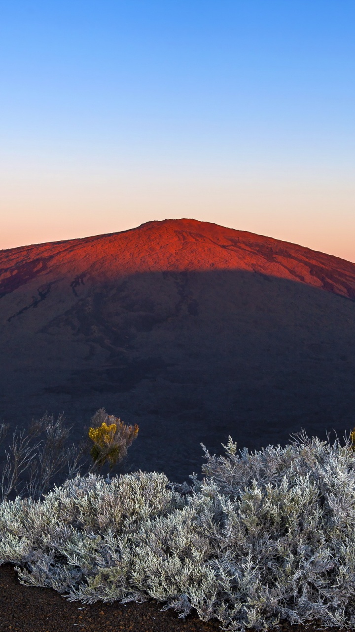 Fleurs Violettes Sur Sable Brun Près de la Montagne Brune Pendant la Journée. Wallpaper in 720x1280 Resolution