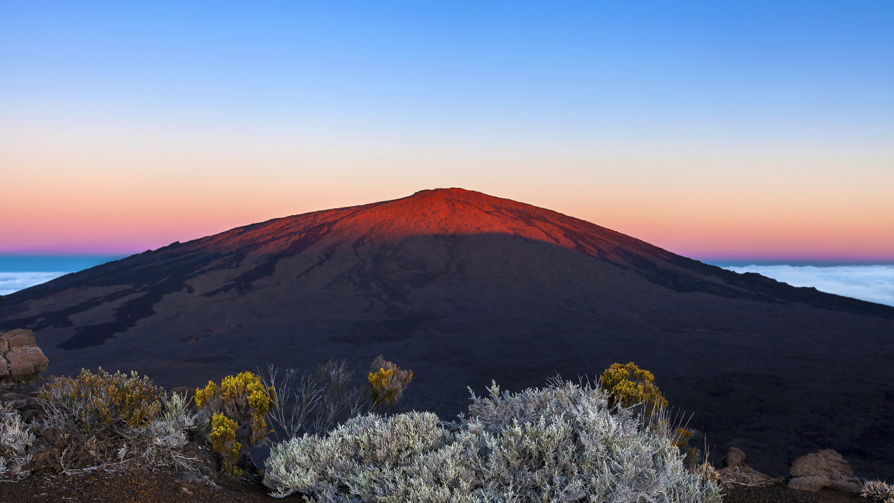 Flores de Color Púrpura Sobre Arena Marrón Cerca de la Montaña Marrón Durante el Día. Wallpaper in 1280x720 Resolution