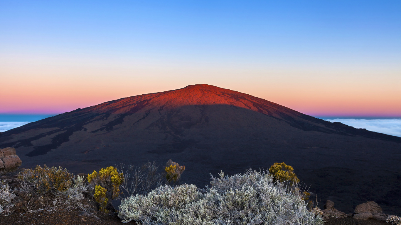 Flores de Color Púrpura Sobre Arena Marrón Cerca de la Montaña Marrón Durante el Día. Wallpaper in 1366x768 Resolution