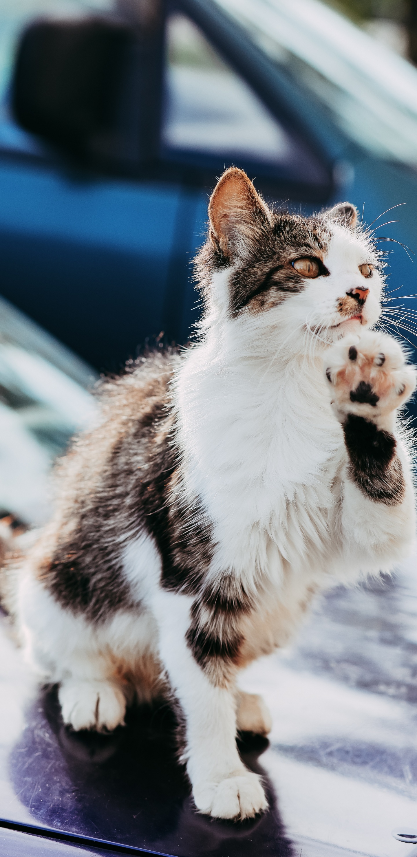 White and Black Cat on Snow Covered Ground During Daytime. Wallpaper in 1440x2960 Resolution