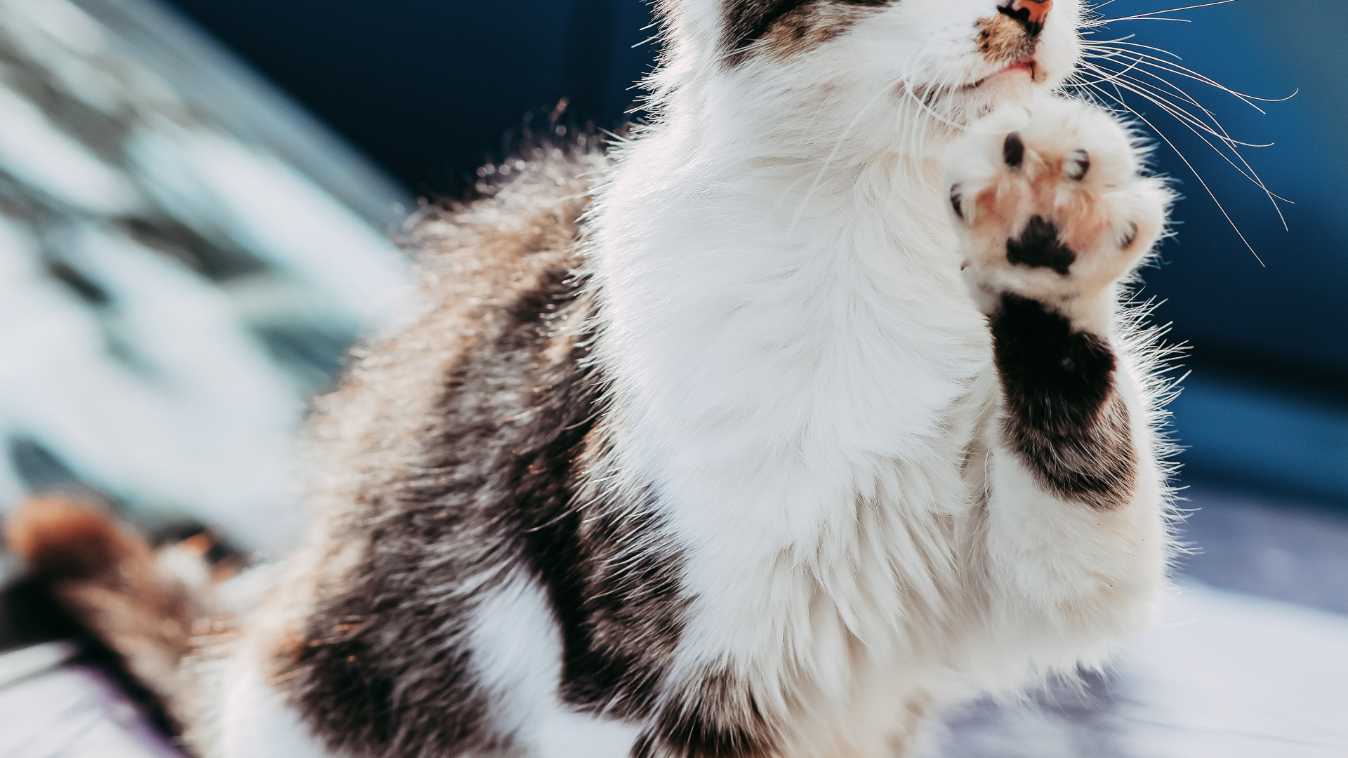 White and Black Cat on Snow Covered Ground During Daytime. Wallpaper in 1920x1080 Resolution