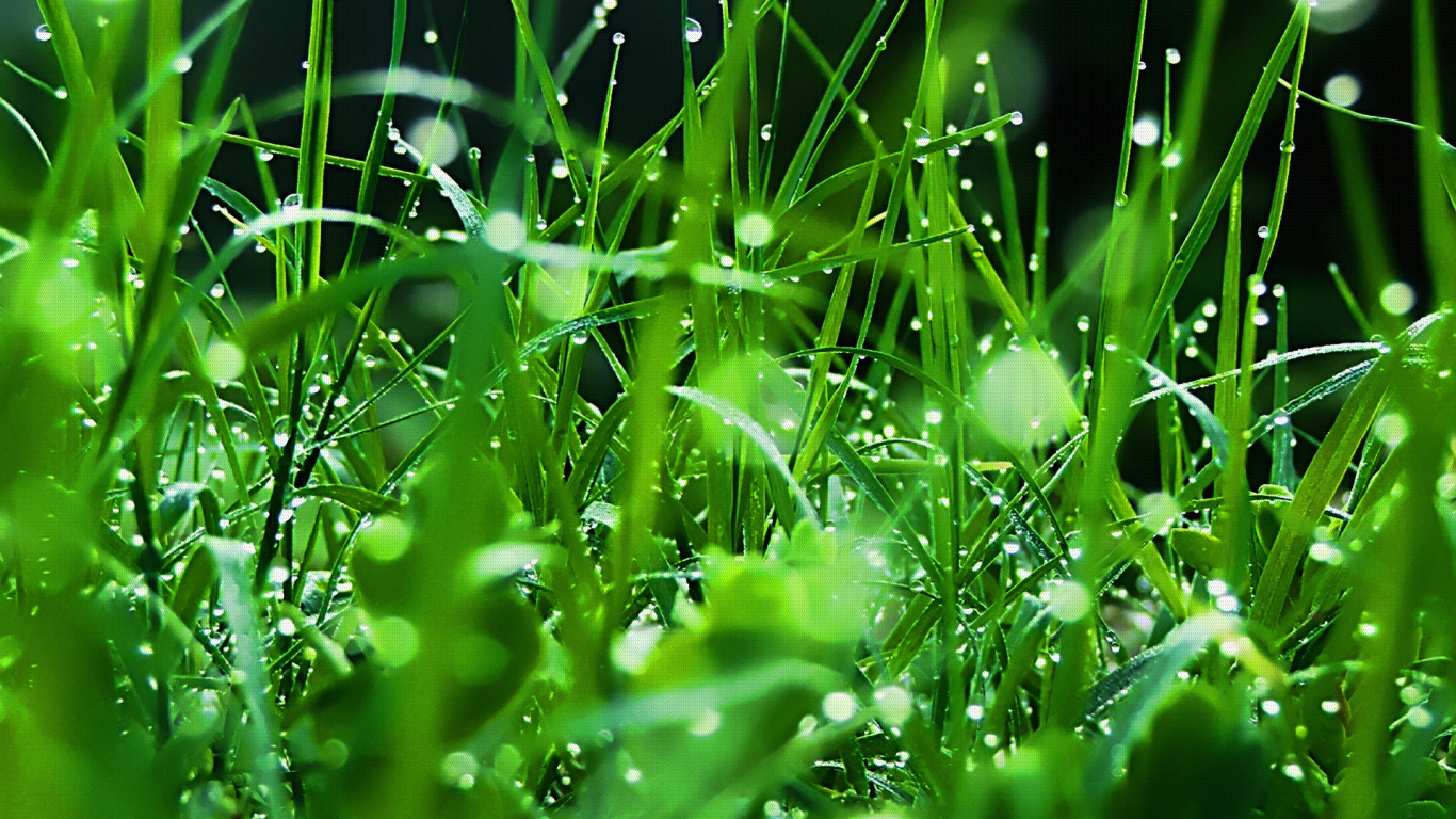 Gouttes D'eau Sur L'herbe Verte. Wallpaper in 1366x768 Resolution