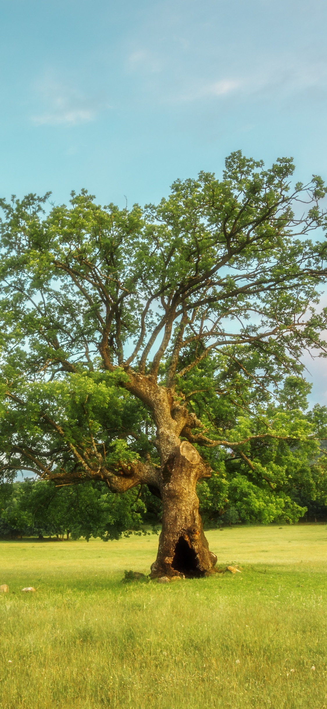 Árbol Verde en el Campo de Hierba Verde Durante el Día. Wallpaper in 1125x2436 Resolution