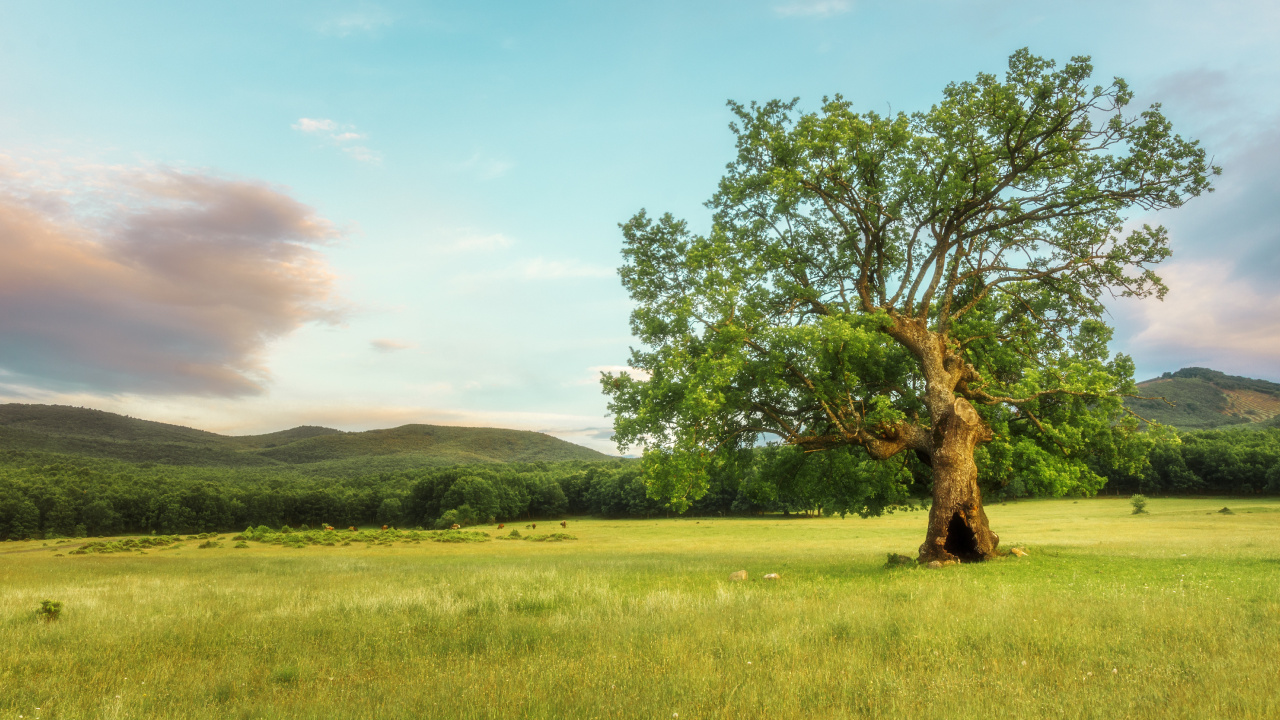 Árbol Verde en el Campo de Hierba Verde Durante el Día. Wallpaper in 1280x720 Resolution