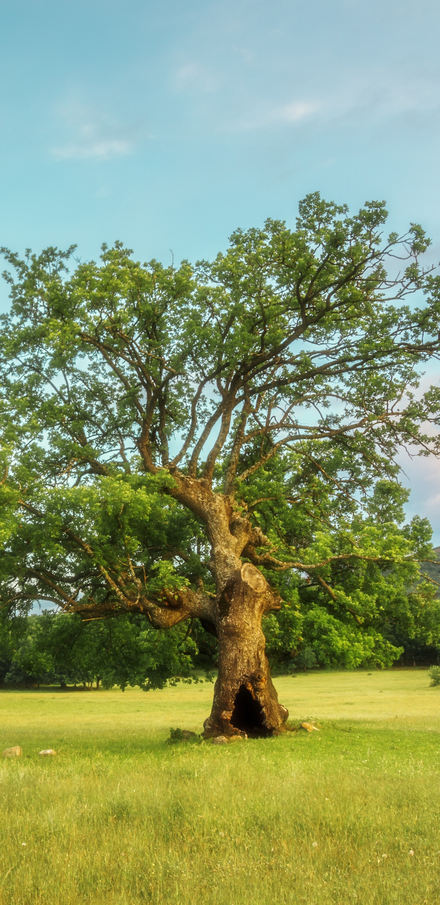 Árbol Verde en el Campo de Hierba Verde Durante el Día. Wallpaper in 1440x2960 Resolution