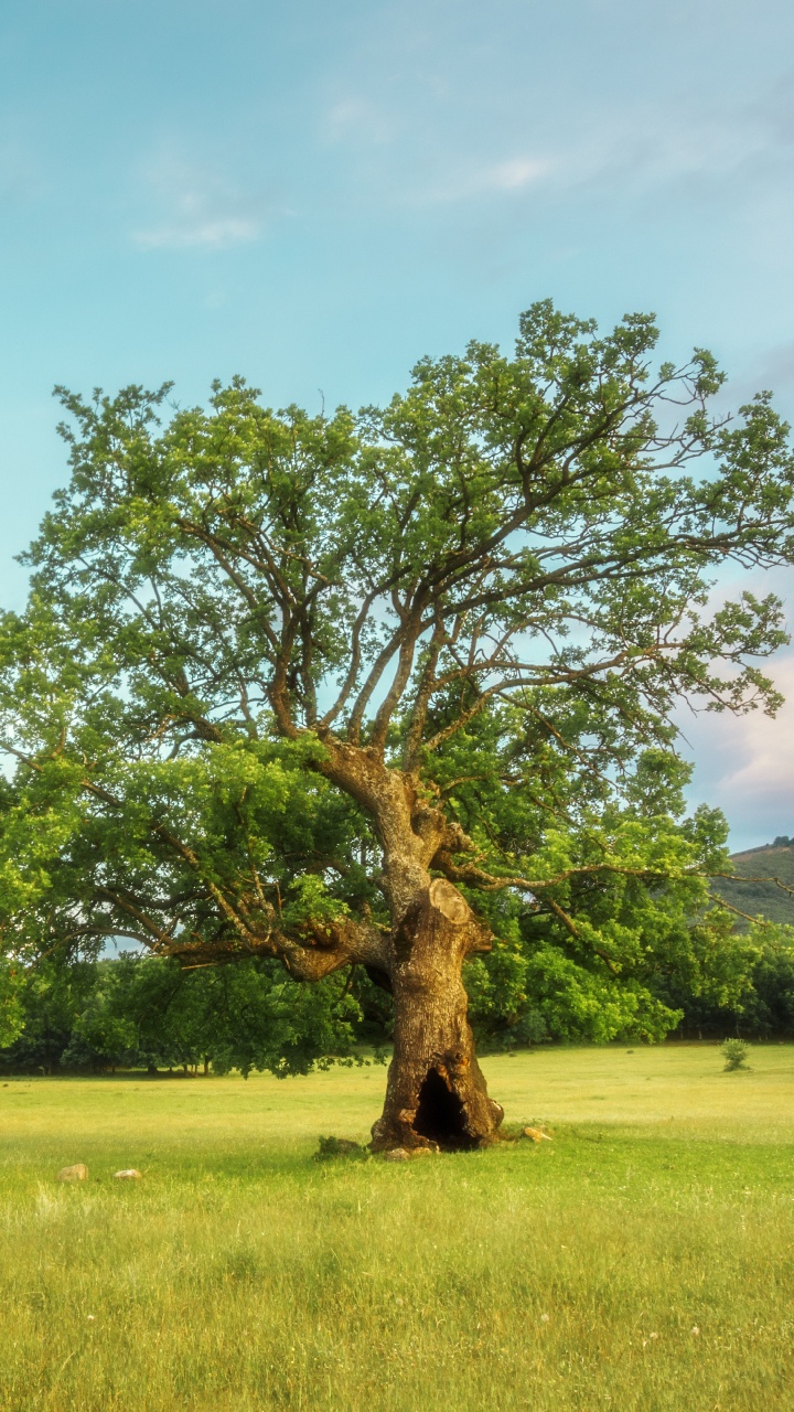 Árbol Verde en el Campo de Hierba Verde Durante el Día. Wallpaper in 720x1280 Resolution