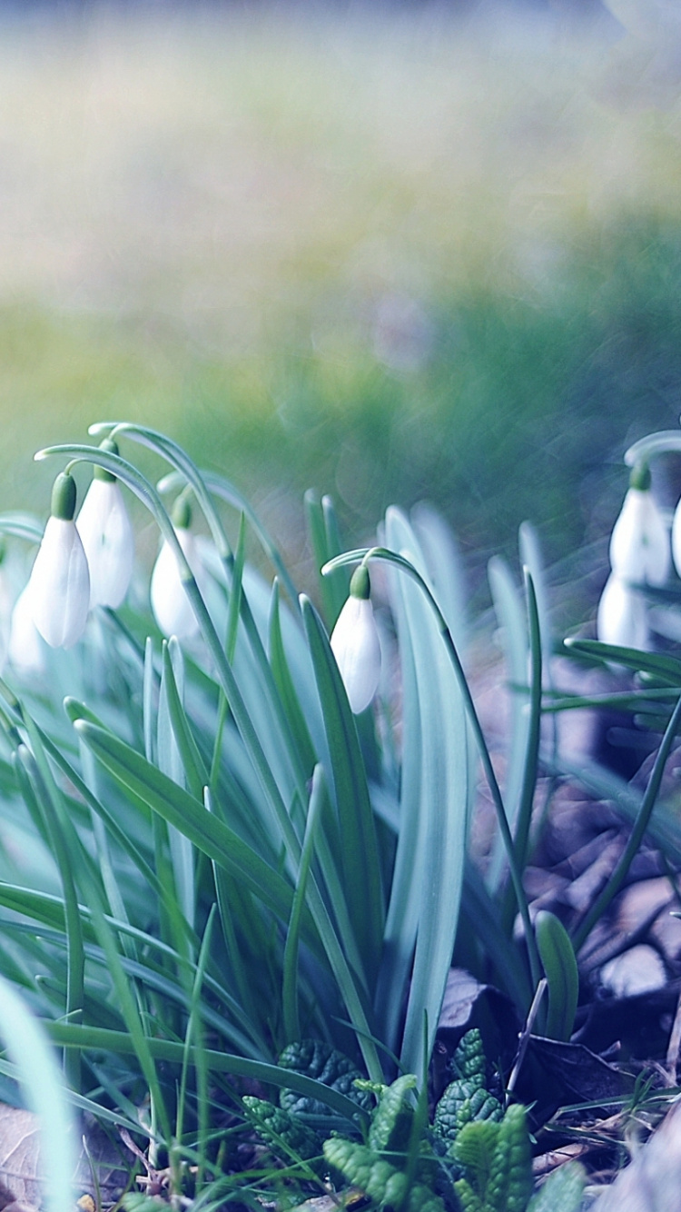 Fleurs Blanches Sur Terrain D'herbe Verte Pendant la Journée. Wallpaper in 750x1334 Resolution