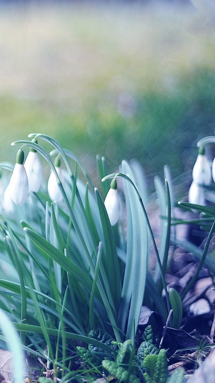 White Flowers on Green Grass Field During Daytime. Wallpaper in 720x1280 Resolution