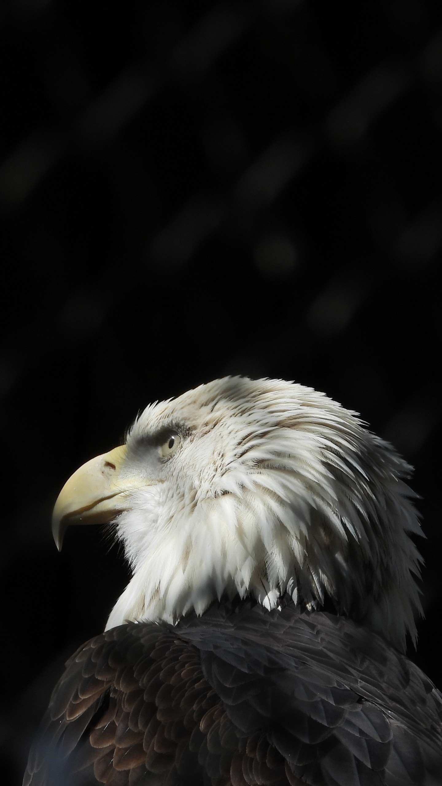 Aigle Noir et Blanc en Photographie Rapprochée. Wallpaper in 1440x2560 Resolution