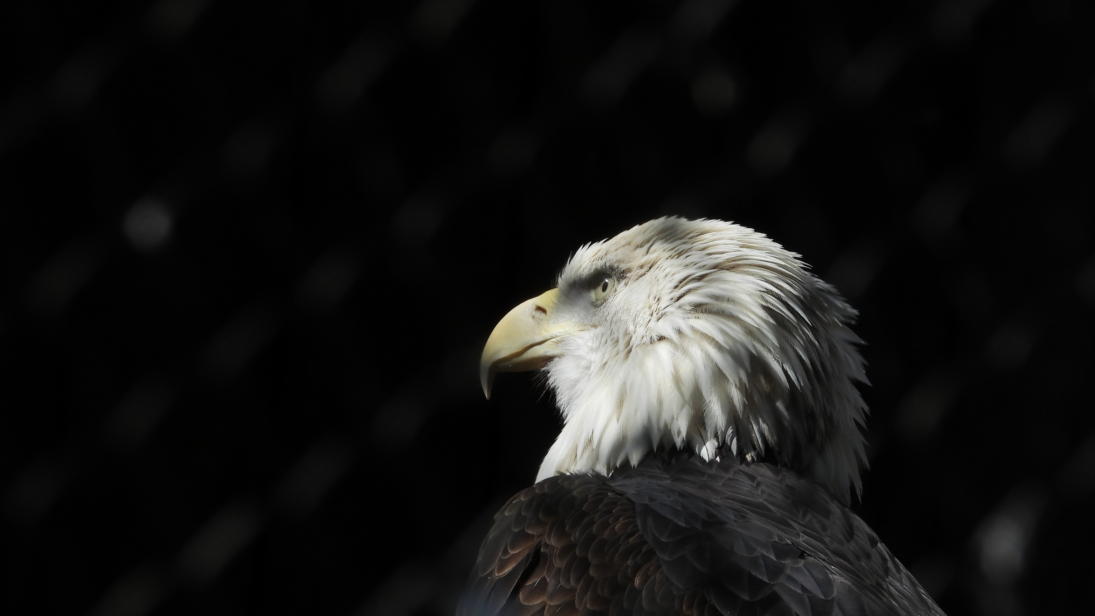 Aigle Noir et Blanc en Photographie Rapprochée. Wallpaper in 3840x2160 Resolution