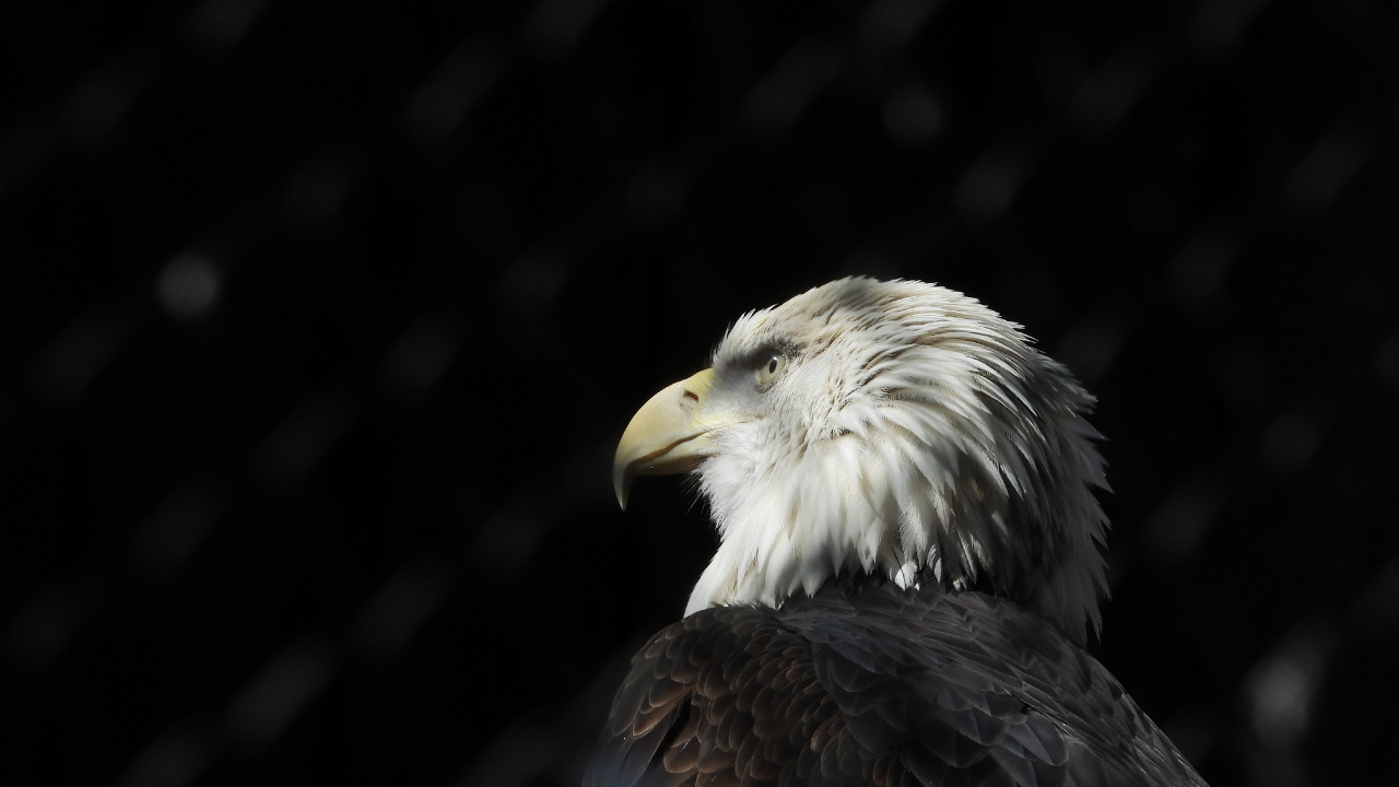 Schwarz-Weiß-Adler in Nahaufnahme. Wallpaper in 1280x720 Resolution