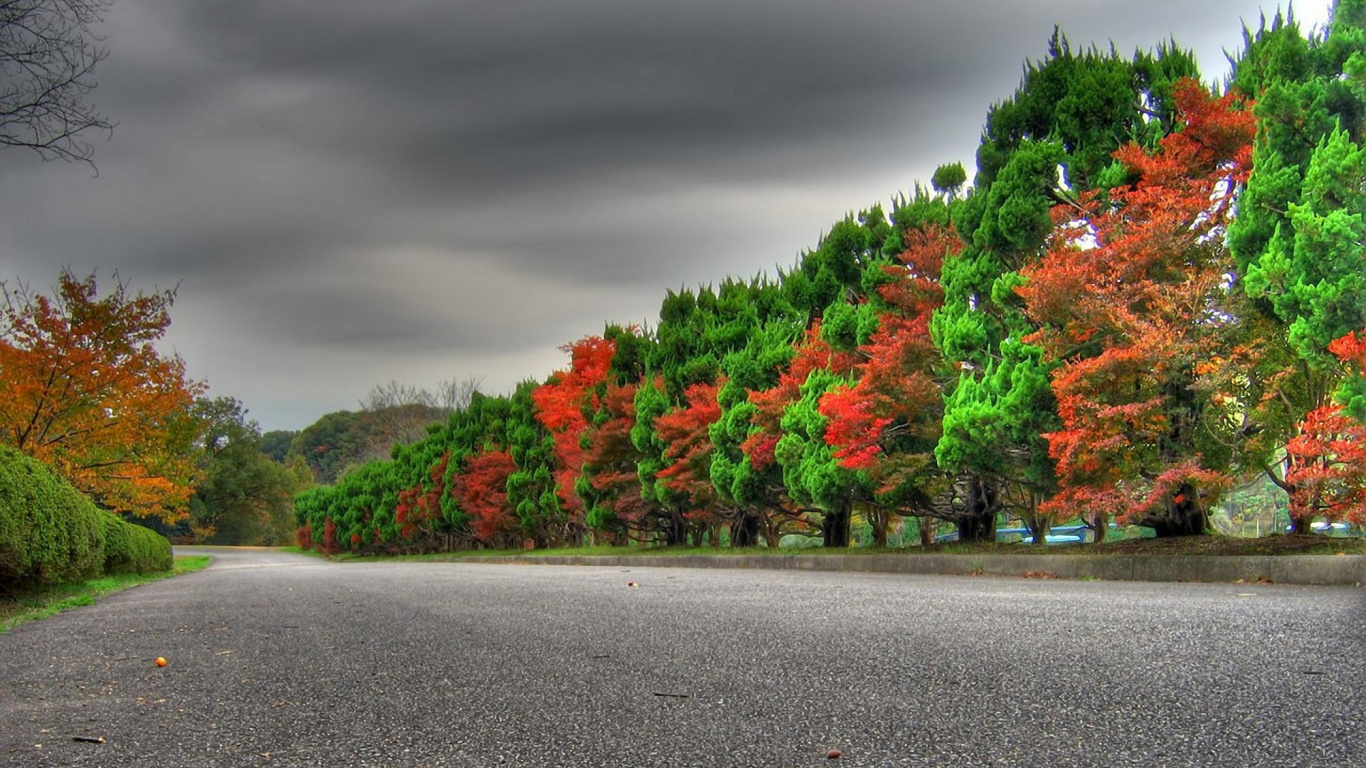 Red and Green Trees Beside Road Under Gray Sky. Wallpaper in 1366x768 Resolution