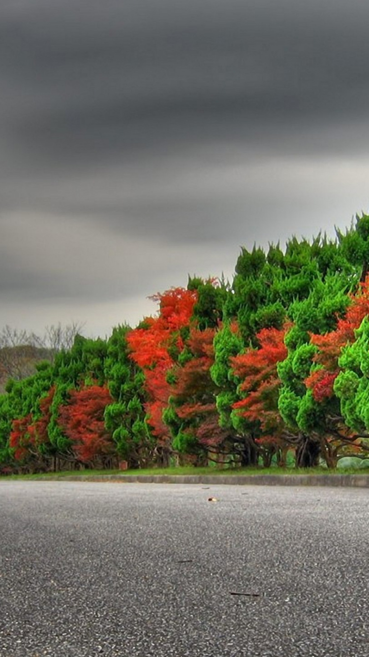 Arbres Rouges et Verts à Côté de la Route Sous Ciel Gris. Wallpaper in 750x1334 Resolution