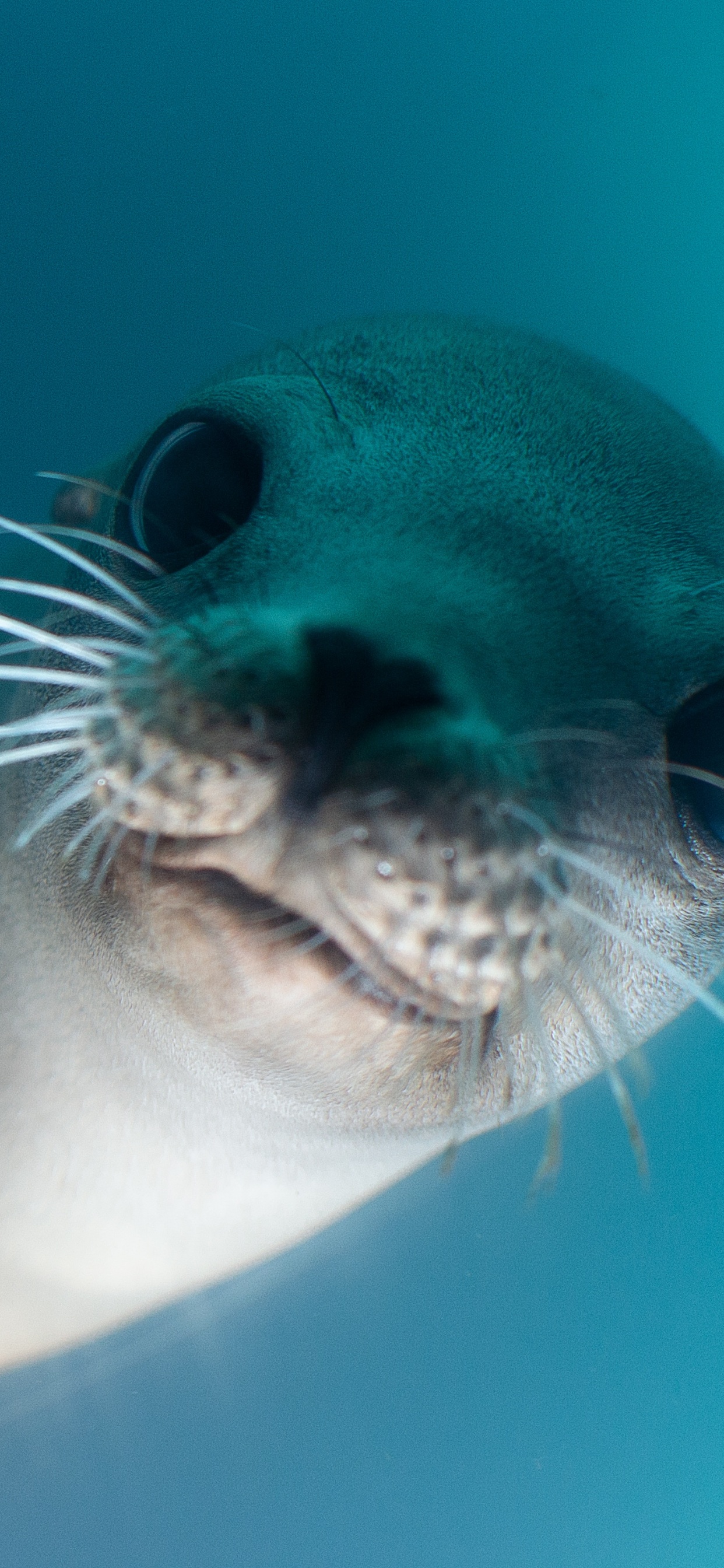 Weiße Und Schwarze Robbe Unter Wasser. Wallpaper in 1242x2688 Resolution