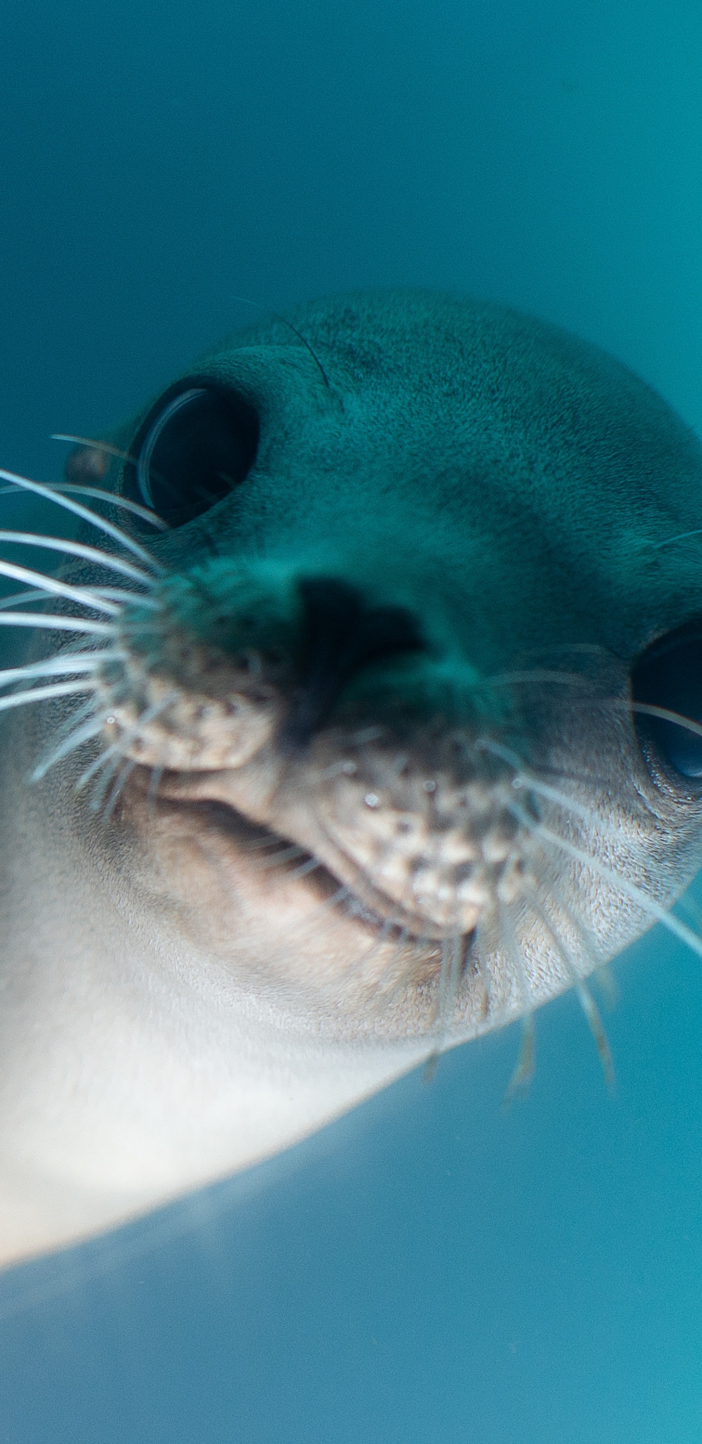 White and Black Seal Under Water. Wallpaper in 1440x2960 Resolution