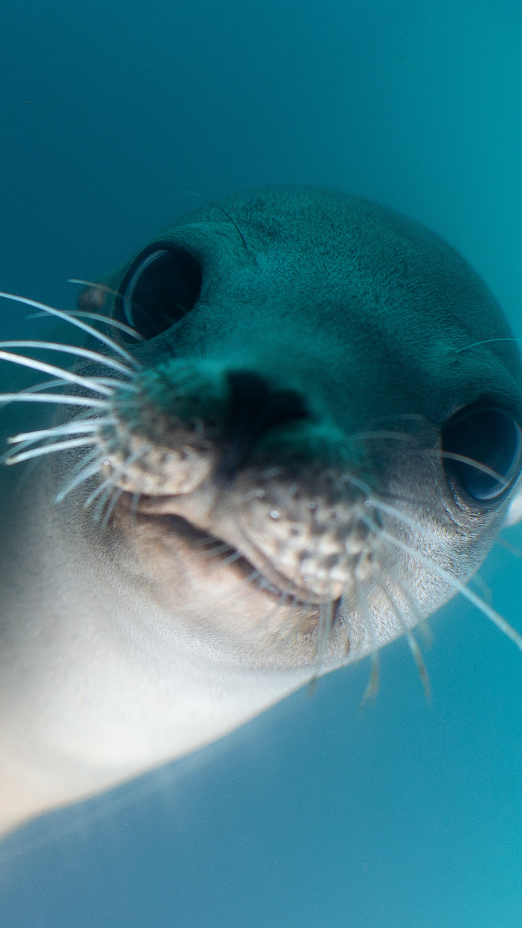 White and Black Seal Under Water. Wallpaper in 750x1334 Resolution