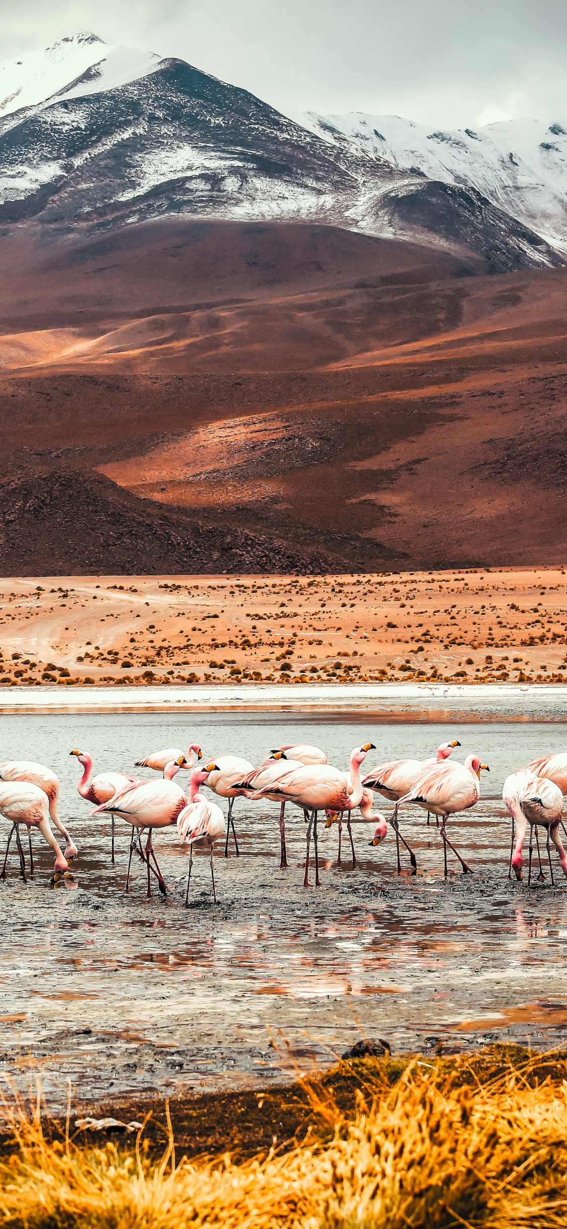 Flamingo, Laguna Colorada, American Flamingo, Mountain, Ecoregion. Wallpaper in 1125x2436 Resolution