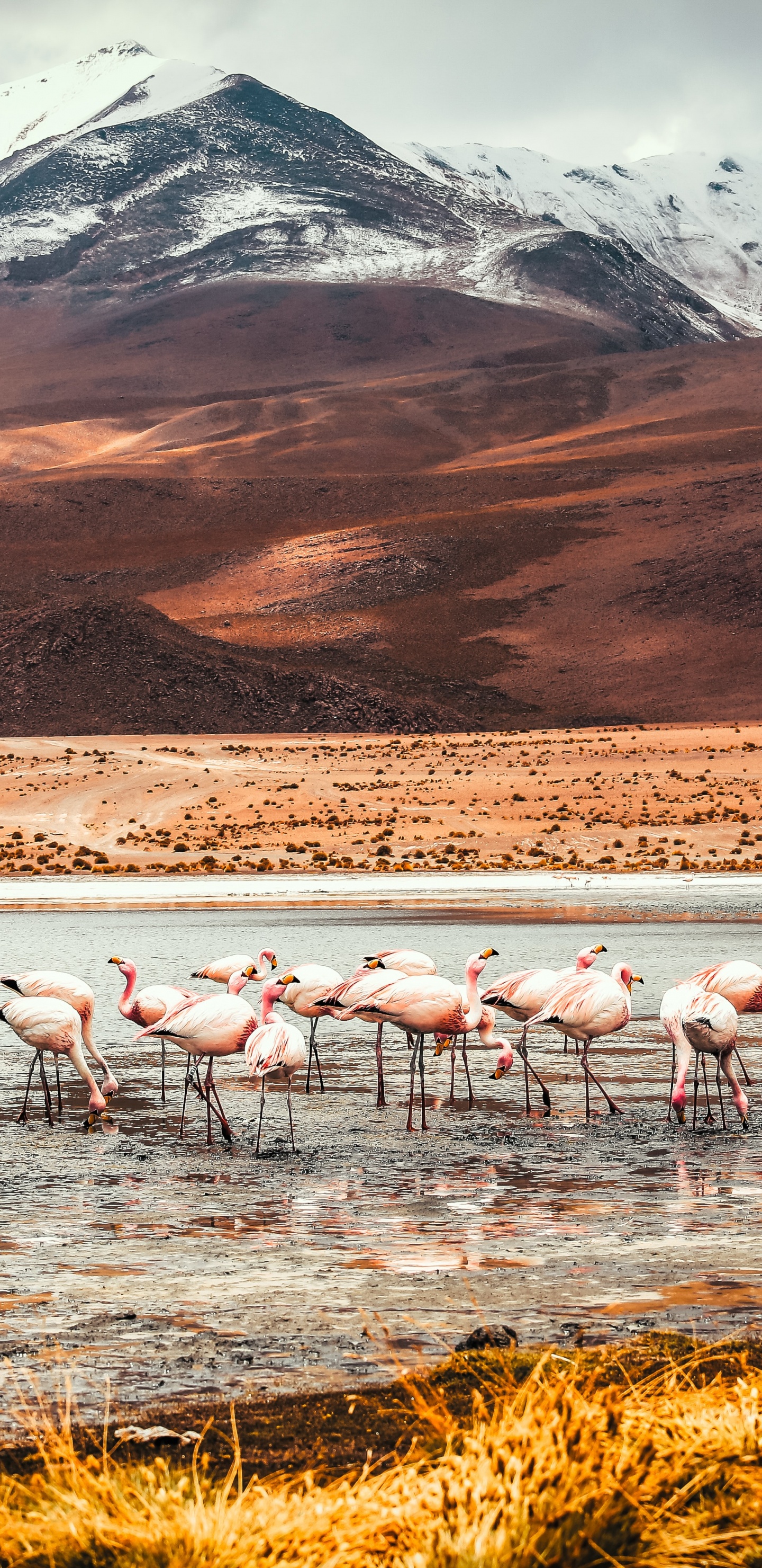 Flamingo, Laguna Colorada, American Flamingo, Mountain, Ecoregion. Wallpaper in 1440x2960 Resolution