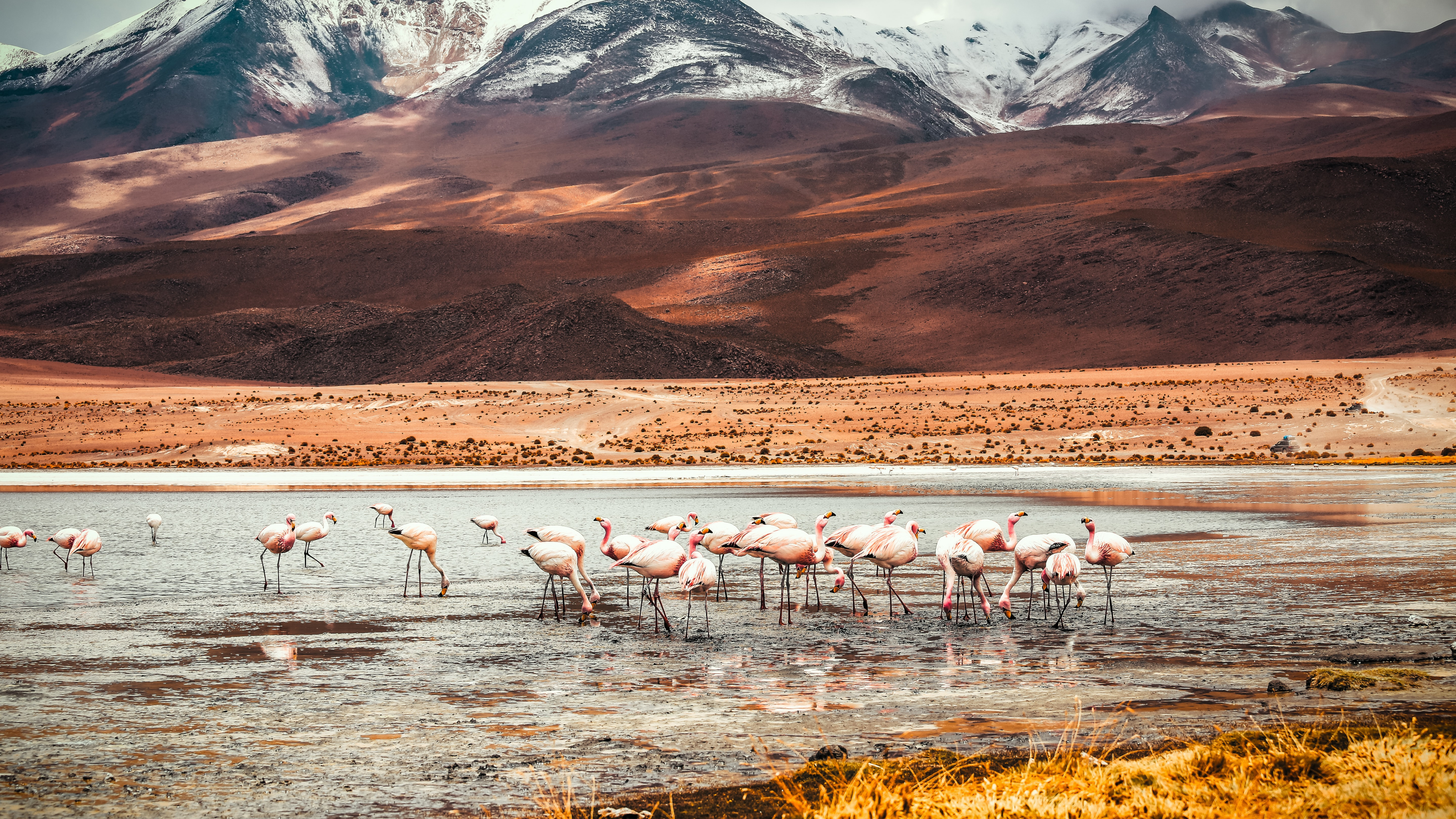 Flamingo, Laguna Colorada, American Flamingo, Mountain, Ecoregion. Wallpaper in 3840x2160 Resolution
