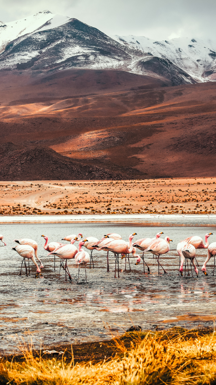Flamingo, Laguna Colorada, Flamenco Americano, Montaña, Ecorregión. Wallpaper in 750x1334 Resolution