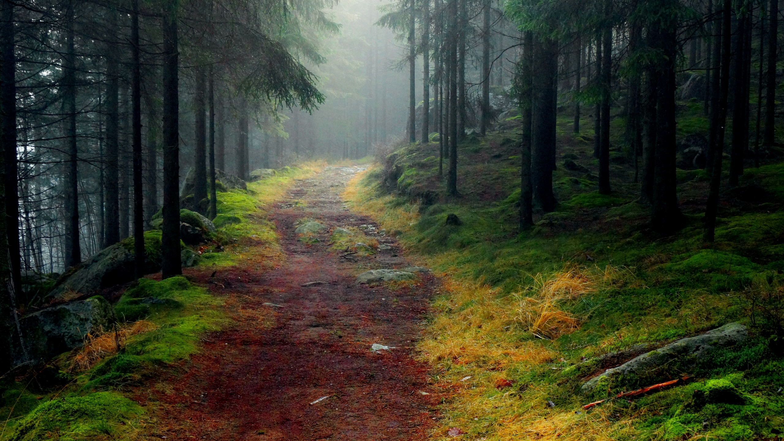 Brauner Feldweg Zwischen Grünen Bäumen. Wallpaper in 2560x1440 Resolution