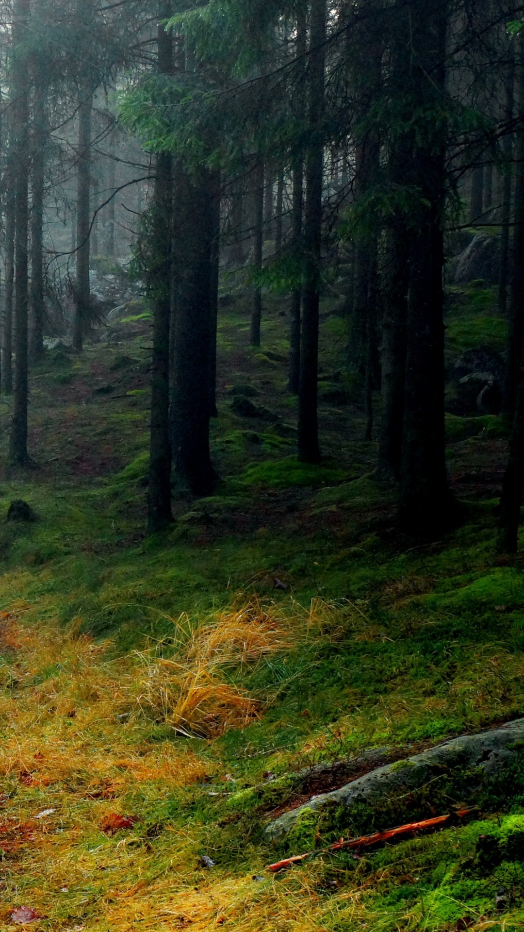 Camino de Tierra Marrón Entre Árboles Verdes. Wallpaper in 1080x1920 Resolution