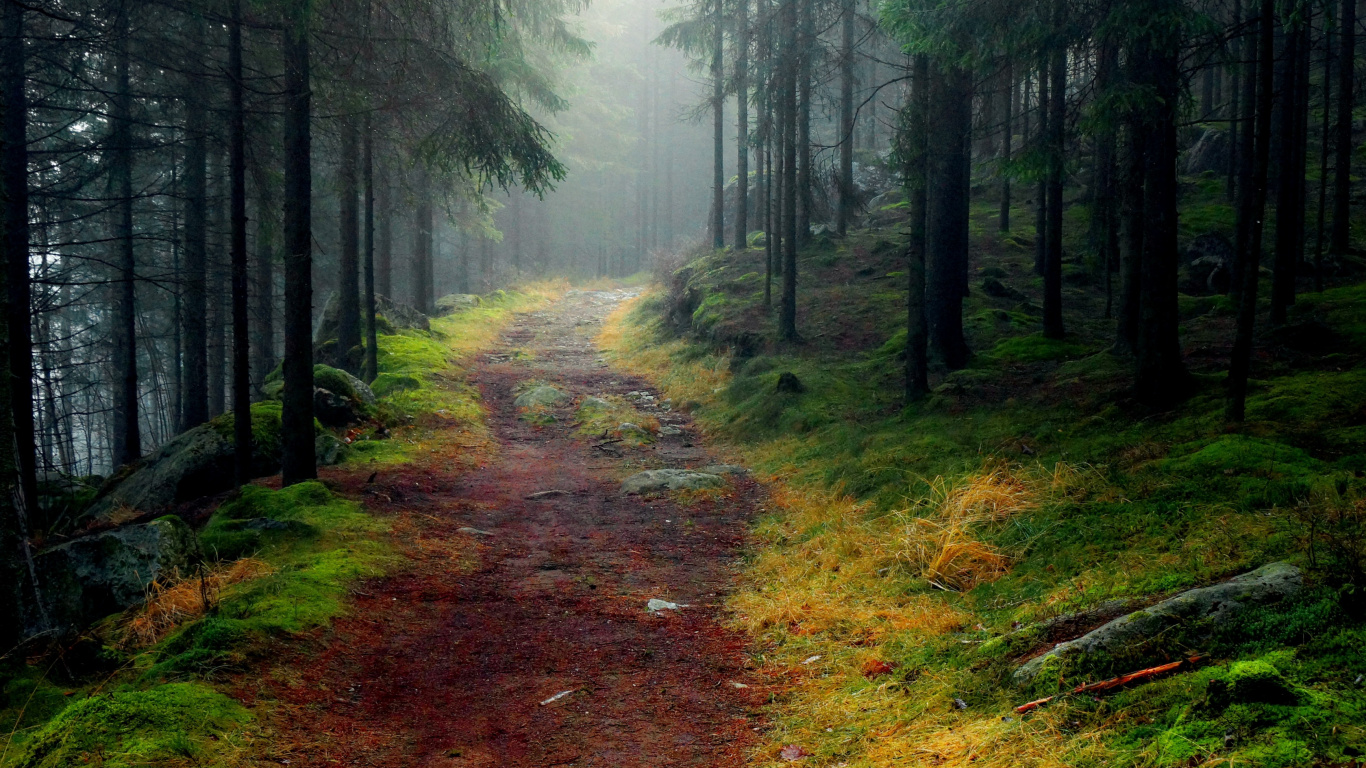 Camino de Tierra Marrón Entre Árboles Verdes. Wallpaper in 1366x768 Resolution