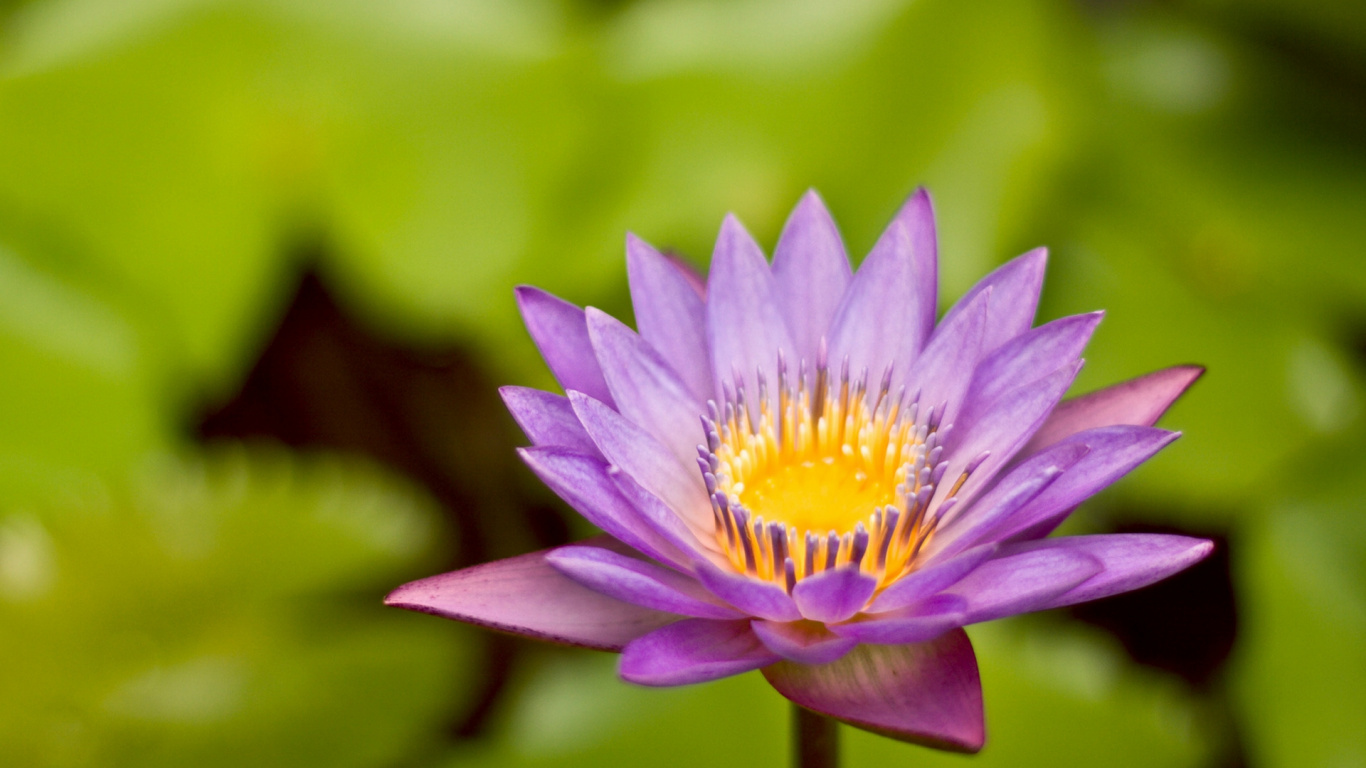 Fleur Pourpre Dans L'objectif à Basculement. Wallpaper in 1366x768 Resolution