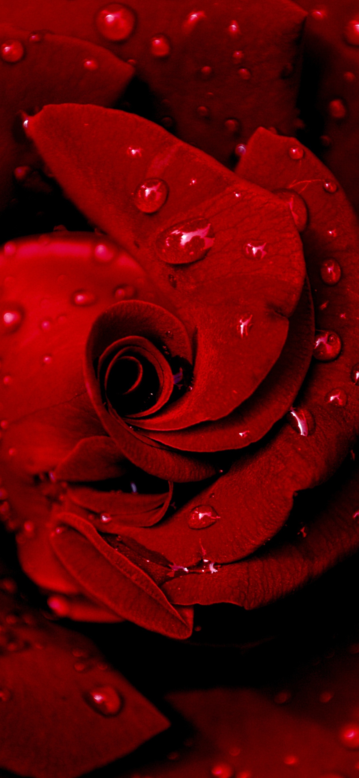 Rose Rouge en Photographie Rapprochée. Wallpaper in 1242x2688 Resolution