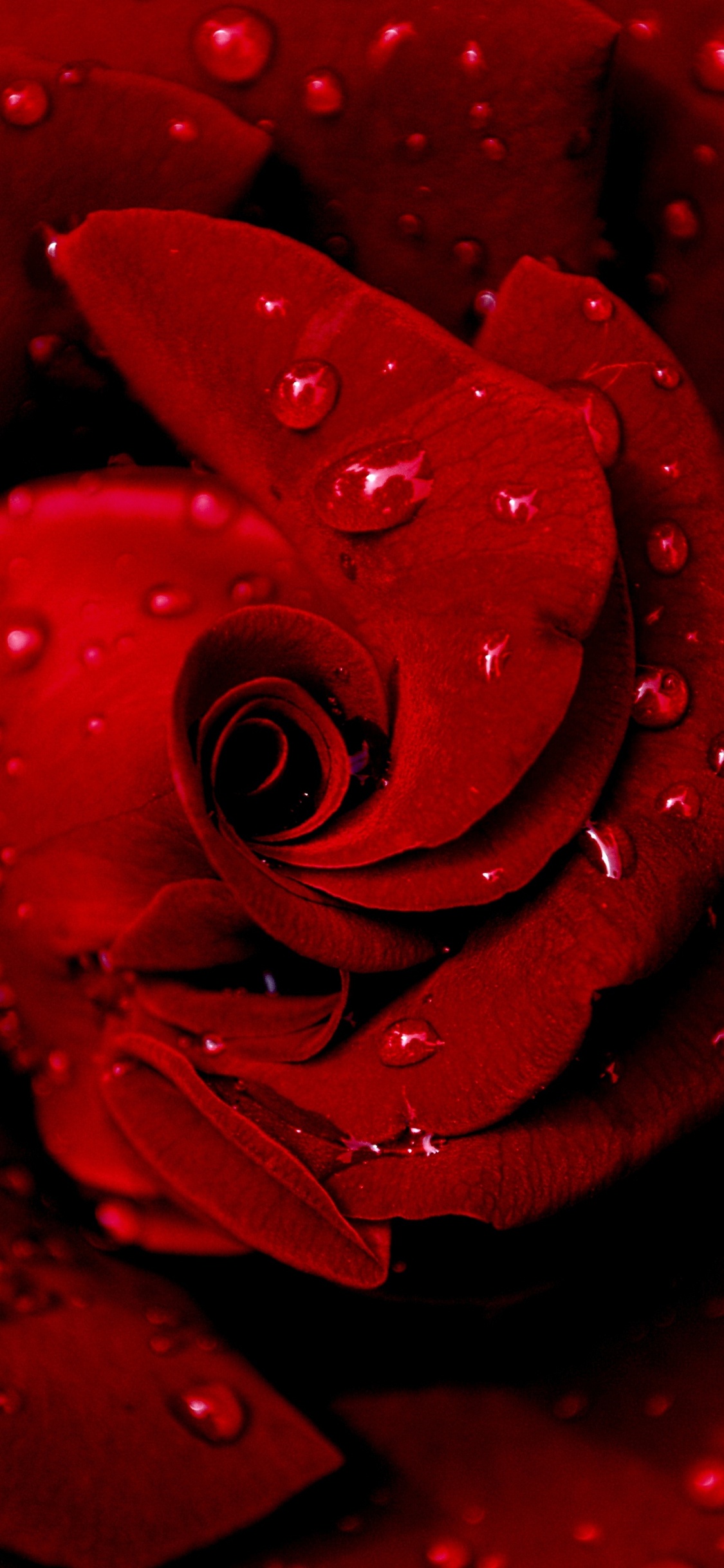 Red Rose in Close up Photography. Wallpaper in 1125x2436 Resolution