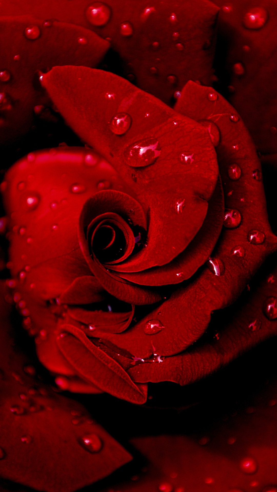 Rote Rose in Nahaufnahmen. Wallpaper in 1080x1920 Resolution