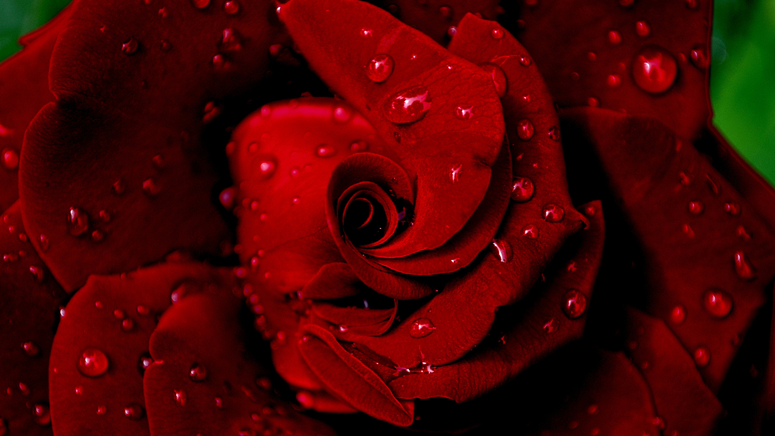 Rote Rose in Nahaufnahmen. Wallpaper in 2560x1440 Resolution