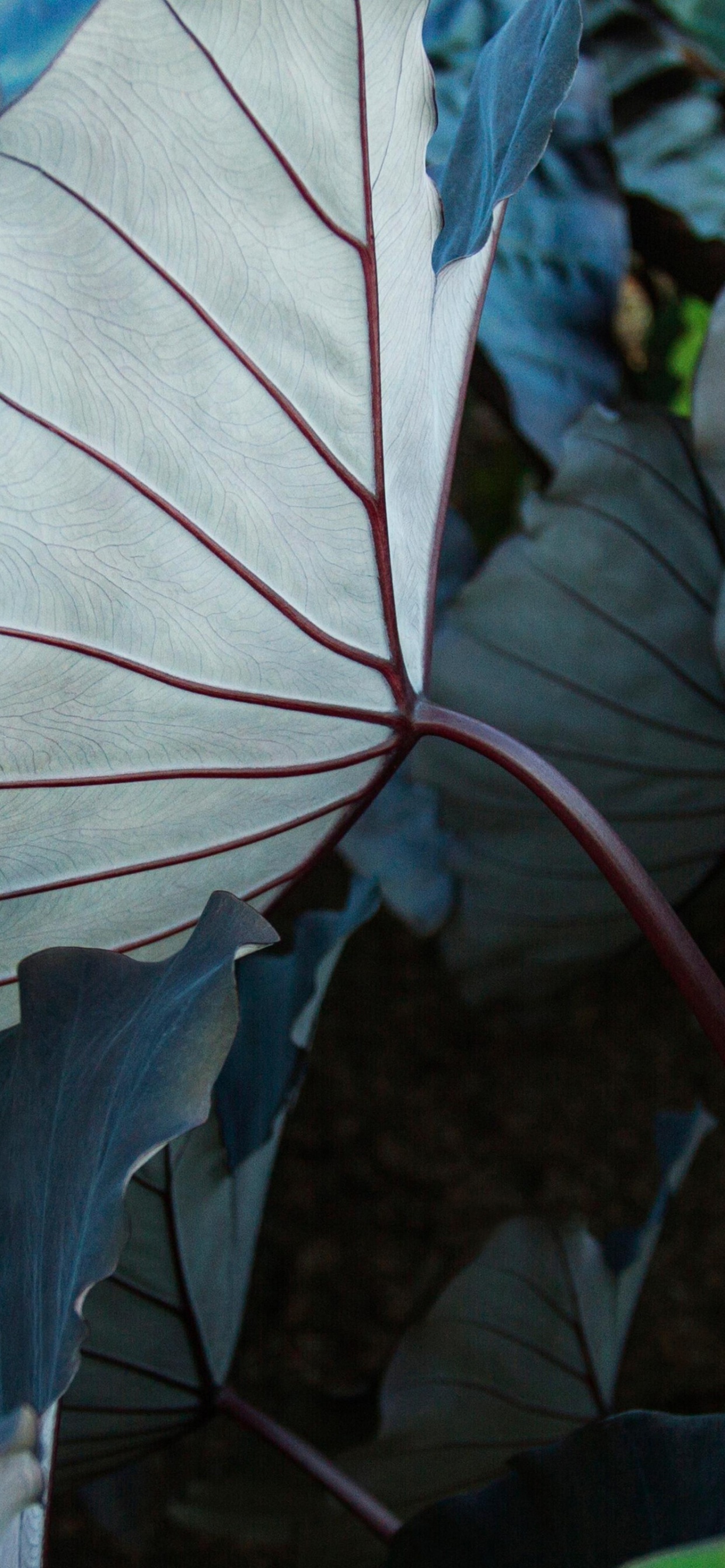 Botanique, Plante Terrestre, Pétale, Légume-feuille, de Teintes et de Nuances. Wallpaper in 1242x2688 Resolution
